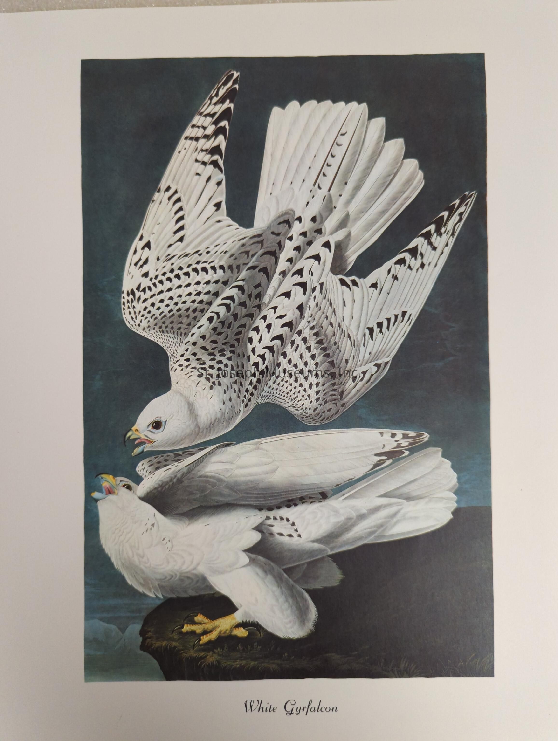 This image depicts an illustration of two White Gyrfalcons, showcasing their elegant and powerful features. The upper falcon displays its magnificent plumage with wings spread wide, highlighting intricate patterns of black and white on the feathers. The lower falcon rests gracefully on a rocky ledge, its head turned upward with beak open, possibly calling or communicating. The birds are beautifully set against a dark, abstract background that enhances their striking appearance, emphasizing the contrast between their white plumage and the darker tones surrounding them. The detailed textures and shading give life to these majestic creatures, capturing a moment of dynamic interaction. The label beneath the image reads "White Gyrfalcon," indicating the species portrayed in this detailed and artistic representation.