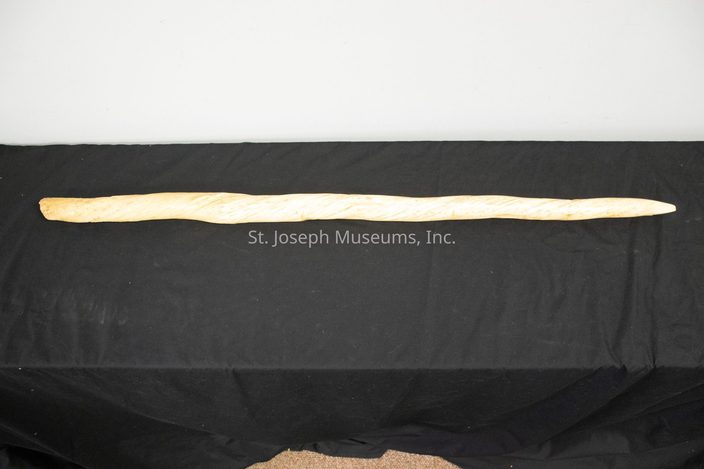 The image shows a long, slender piece of wood that appears to have been crafted into a staff or stick with a subtle twist along its length. It is placed horizontally on a black fabric-covered surface, which contrasts with its light-toned wood, highlighting its texture and grain. The staff has a smooth, polished appearance, suggesting it has been sanded down to remove rough edges, giving it a refined finish. The angle of the photo captures the entire length of the object, drawing attention to its gentle curves and natural wood patterns. The lighting in the image is soft, casting minimal shadows and maintaining a consistent illumination across the object, which enhances the visibility of the wood's delicate spiral design. Overall, this piece could serve as a decorative item or functional tool, likely reflecting the craftsmanship or artistry involved in its making, and its placement on the neutral background allows the focus to remain solely on the intricacies of the wooden structure.