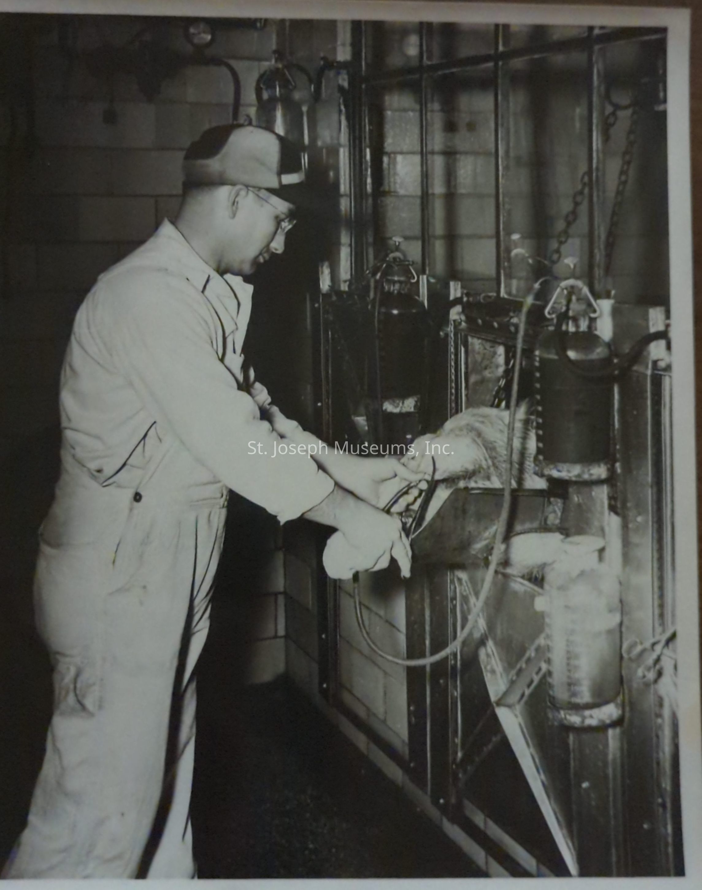 Black-and-white photograph of. a man in overalls and a cap working in a laboratory-like setting at Anchor Serum Co. Interior. He is holding what appears to be medical equipment and attending to an animal, possibly a horse, which is restrained in a containment area. The room is equipped with industrial and scientific apparatuses.
