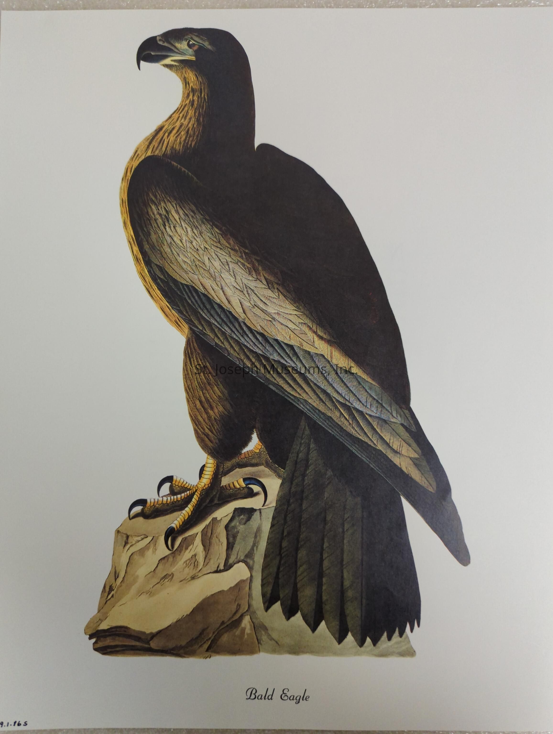 The image depicts an artistic illustration of a majestic eagle perched on a rocky surface. The bird is shown in profile with its head turned slightly and its beak, sharp and hooked, prominently visible. Its body is covered with feathers meticulously rendered in shades of brown, while the feathers near its head and neck possess a golden hue. The wings are elegantly folded against its body, displaying detailed patterns and textures. Its talons, firmly gripping the rock, are painted in a vivid yellow with sharp black claws. The rock itself is subtly shaded, adding depth and dimension to the composition. This artwork, titled "Bald Eagle," captures the regal presence and strength of the bird, showcasing an impressive level of detail and artistry.