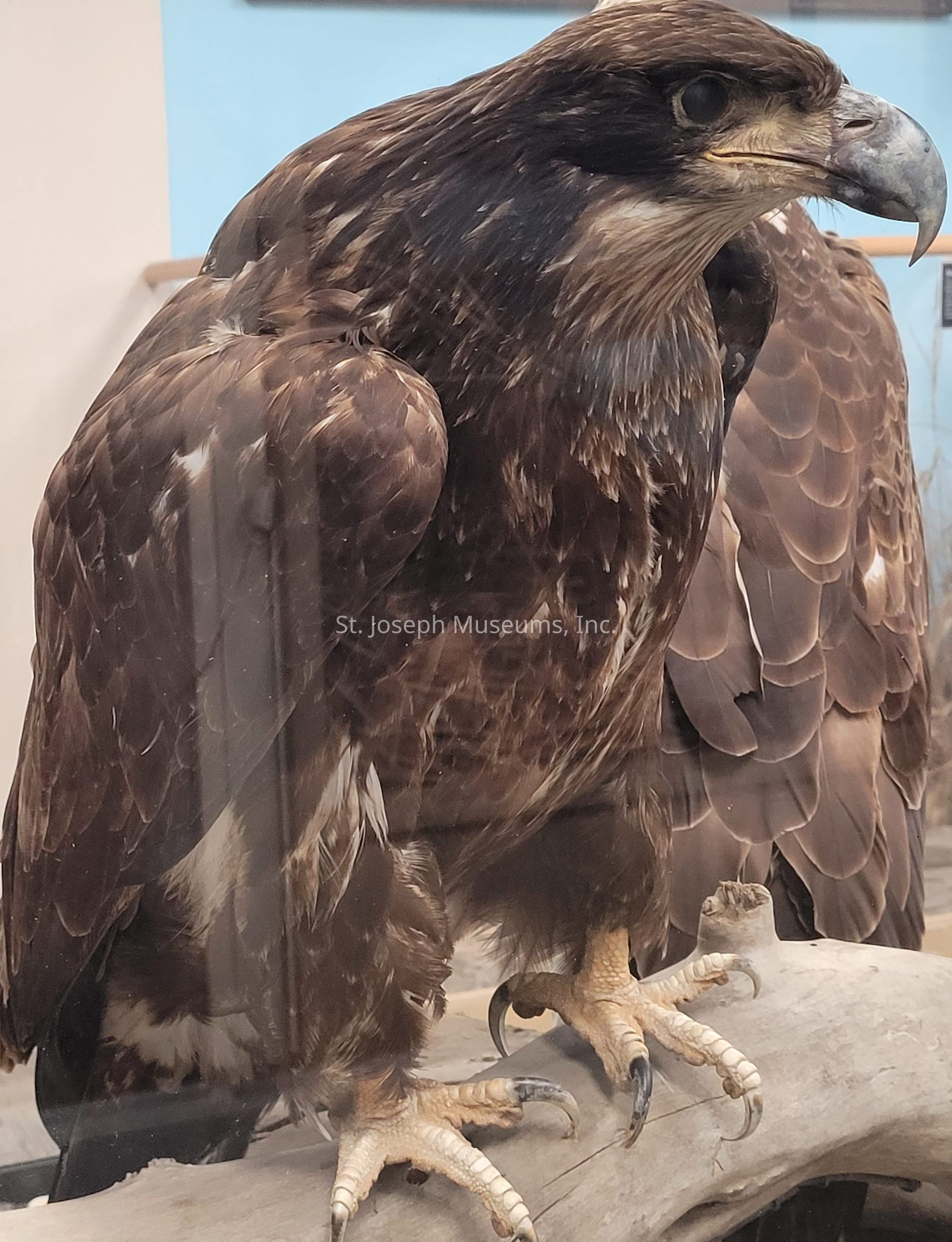 The image depicts a majestic bird of prey, likely an eagle, perched on a branch inside an enclosure. Its feathers are a rich blend of dark brown and lighter shades, giving a mottled appearance that is both striking and natural. The bird's sharp, curved beak is prominently displayed, indicating its predatory nature. Its talons grip the branch tightly, showcasing their impressive size and strength. The eagle's intense gaze is focused and piercing, embodying the essence of a keen hunter. The setting appears to be an indoor display, as suggested by the glass reflection and background elements.