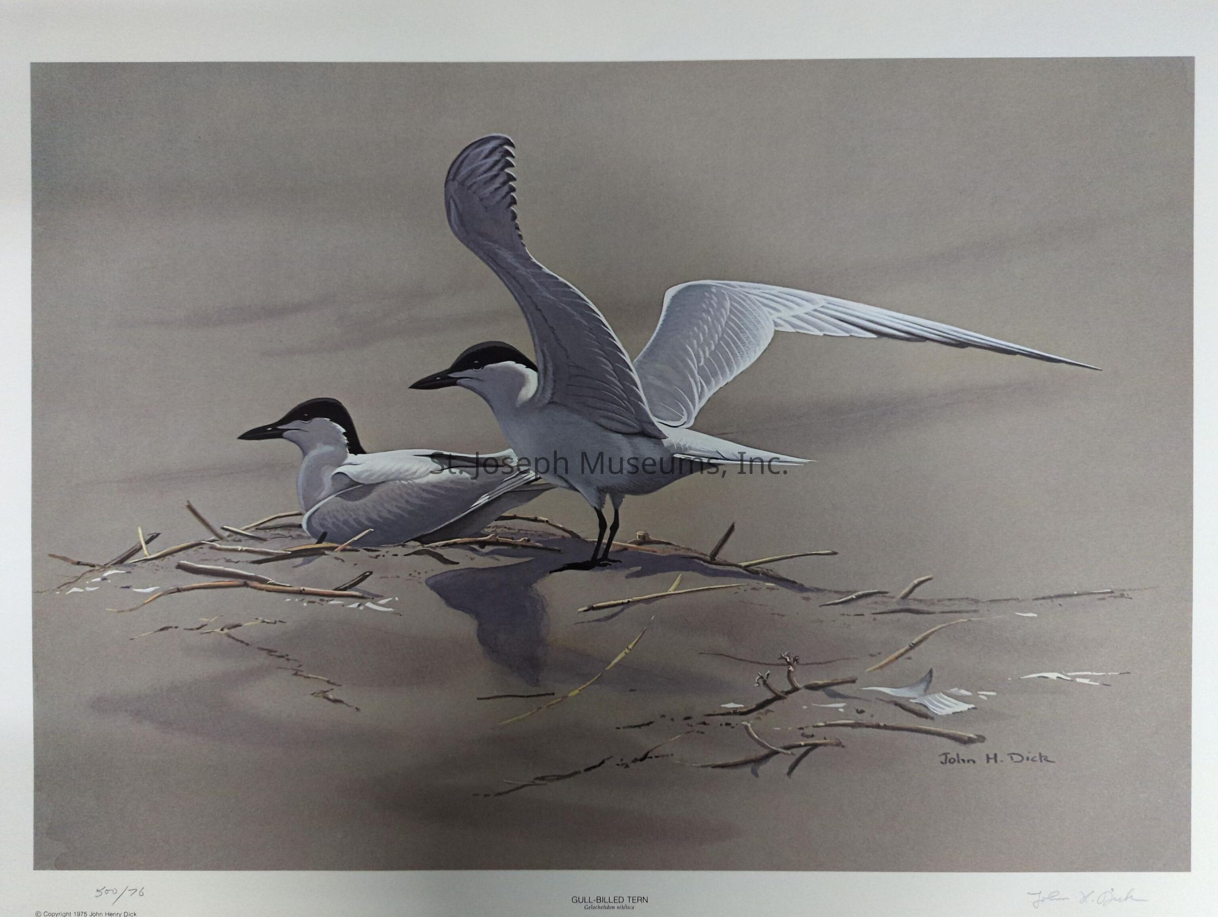 In this illustration by John H. Dick, two gull-billed terns are depicted in a serene, naturalistic scene. One bird is standing with its wings partially extended, suggesting a moment of motion or preparation for flight, while the other bird is settled comfortably on the ground, surrounded by scattered twigs. The artwork captures the delicate details of the birds' feathers, with shades of grey and white contrasting against a soft, muted background. The composition conveys a peaceful atmosphere, emphasizing the grace and elegance of the terns in their natural habitat.