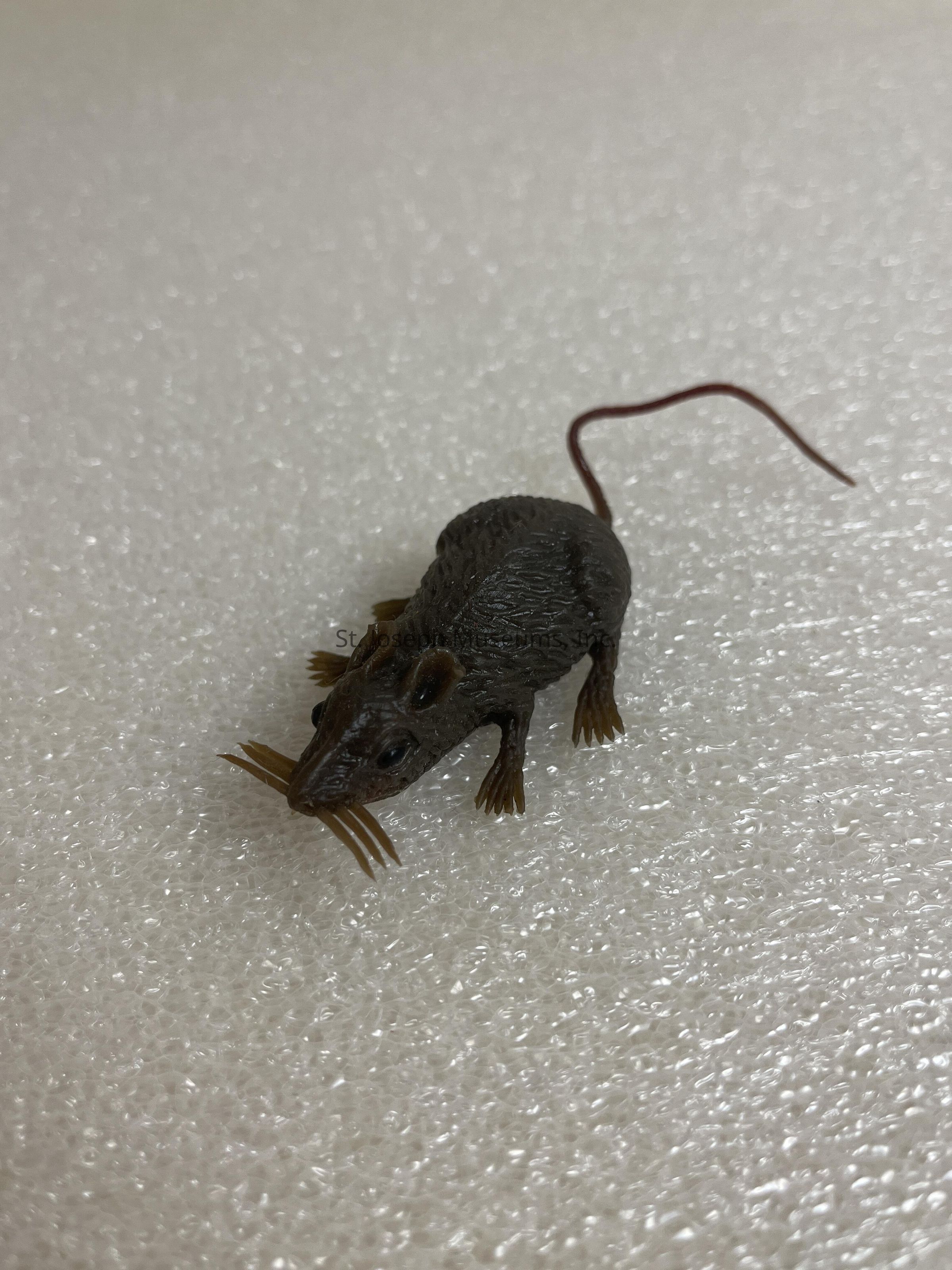 In the image, there is a small, realistic-looking model of a dark brown rat positioned on a textured, light-colored surface. The model features detailed elements, such as prominent whiskers, small ear shapes, and a long, thin tail that adds to its lifelike appearance. The rat is facing slightly to the left, with its body and tail curling slightly behind it. The surface it rests upon appears to be some kind of soft, foam-like material, adding an interesting contrast to the rough detail of the rat model. The image captures the intricate design of the model, highlighting its small claws and textured fur, creating a scene that almost resembles a real-life setting. The neutrality of the background allows for full attention on the rat model, ensuring that its detailed craftsmanship can be appreciated without distraction. This setup, with its focus on the single subject and plain surface, allows viewers to observe the finer details and contemplate the crafting skill involved in creating such a realistic representation.