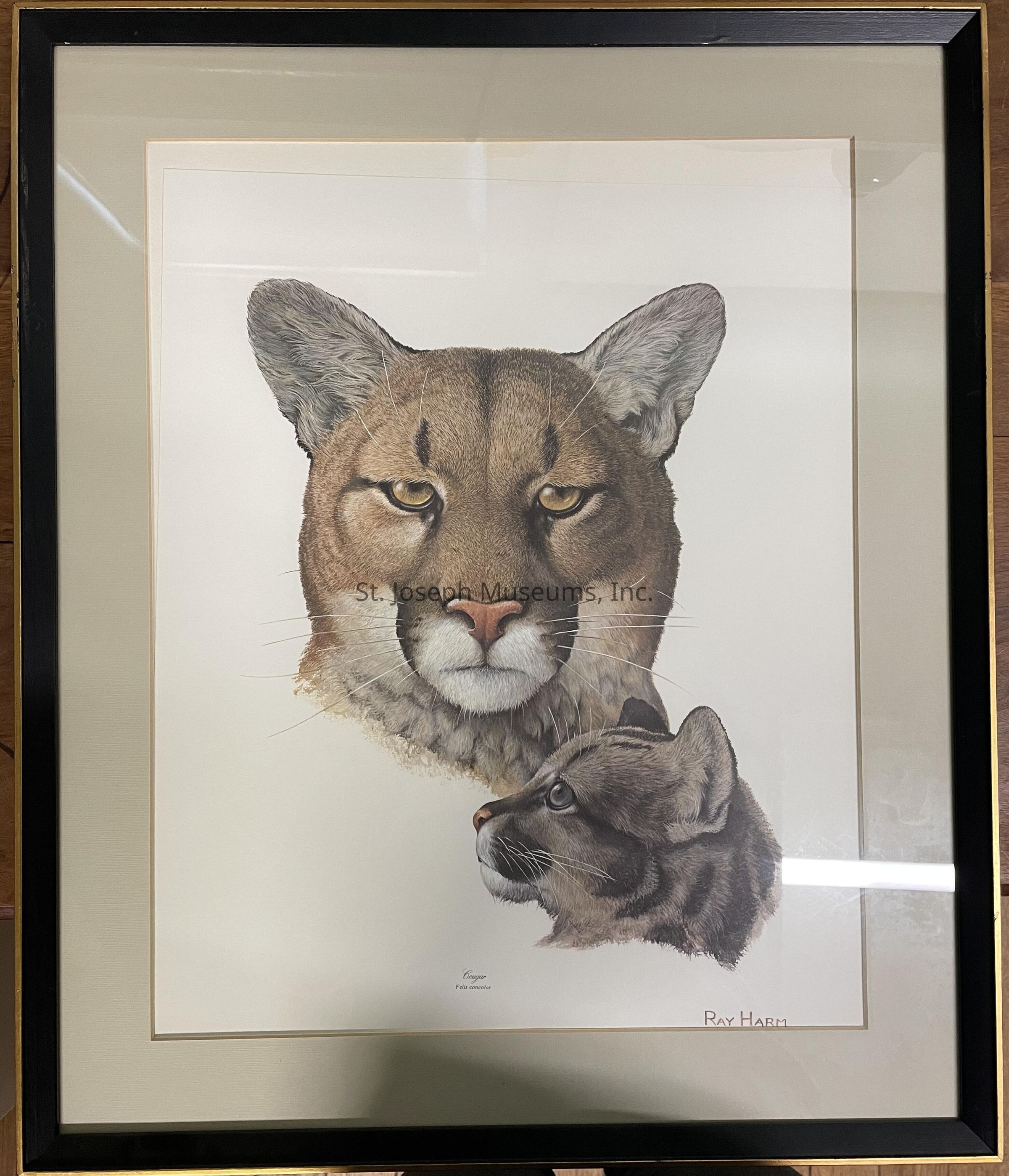 The image is a framed artwork depicting two cougars, expertly rendered to convey their natural beauty and strength. The larger cougar is portrayed with a direct gaze, its eyes sharp and captivating, while below it is a smaller cougar, perhaps a cub, looking upwards with curiosity. The attention to detail in the fur and features of both animals highlights the skill of the artist. The piece is set against a simple, cream-colored background that enhances the lifelike quality of the cougars. The work is signed by Ray Harm and titled "Cougar" with the scientific name "Felis concolor" written beneath it. The frame is sleek and dark, providing a modern touch that complements the earthy tones of the artwork, making it a striking visual piece suitable for display in a variety of settings.