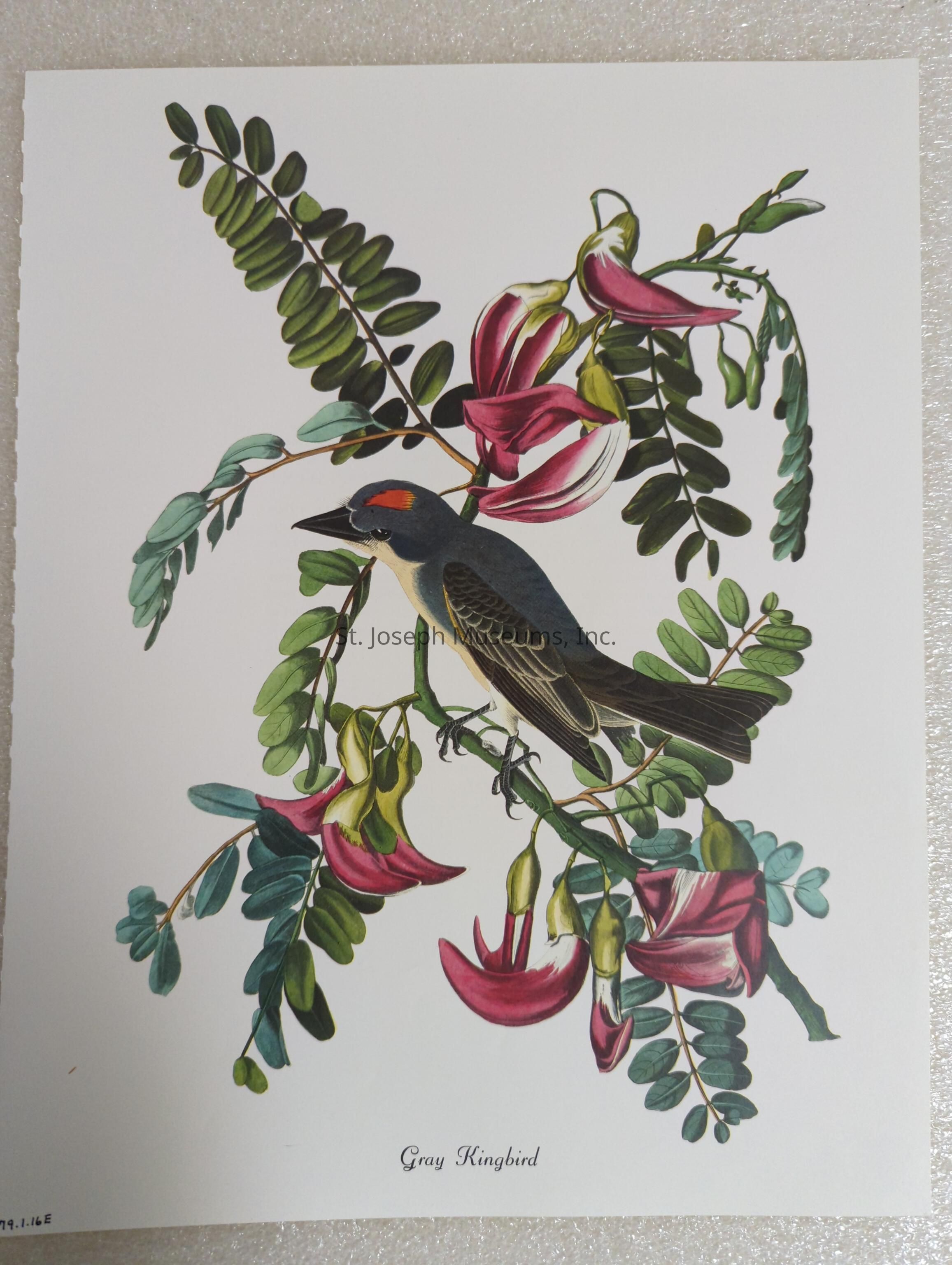The image depicts an artistic illustration of a gray kingbird perched among a vibrant arrangement of lush, green leaves and striking pink and white flowers. The bird is positioned centrally, showcasing its distinctive gray plumage and vivid detailing, which highlights unique features such as its sharp beak and contrasting underbelly. Surrounding the bird, the leaves are depicted in varying shades of green, adding depth and realism to the foliage. The flowers, featuring petals of deep pink blending delicately into white, provide a vibrant contrast against the bird's subtle tones. The composition is both harmonious and dynamic, capturing the natural beauty and intricate details of both the flora and the bird. The detailed rendering and vivid colors create a captivating and aesthetically pleasing representation, emphasizing the elegance and grace of the gray kingbird in its natural habitat. Below the illustration, the label "Gray Kingbird" is inscribed, identifying the bird featured in this exquisite artwork.
