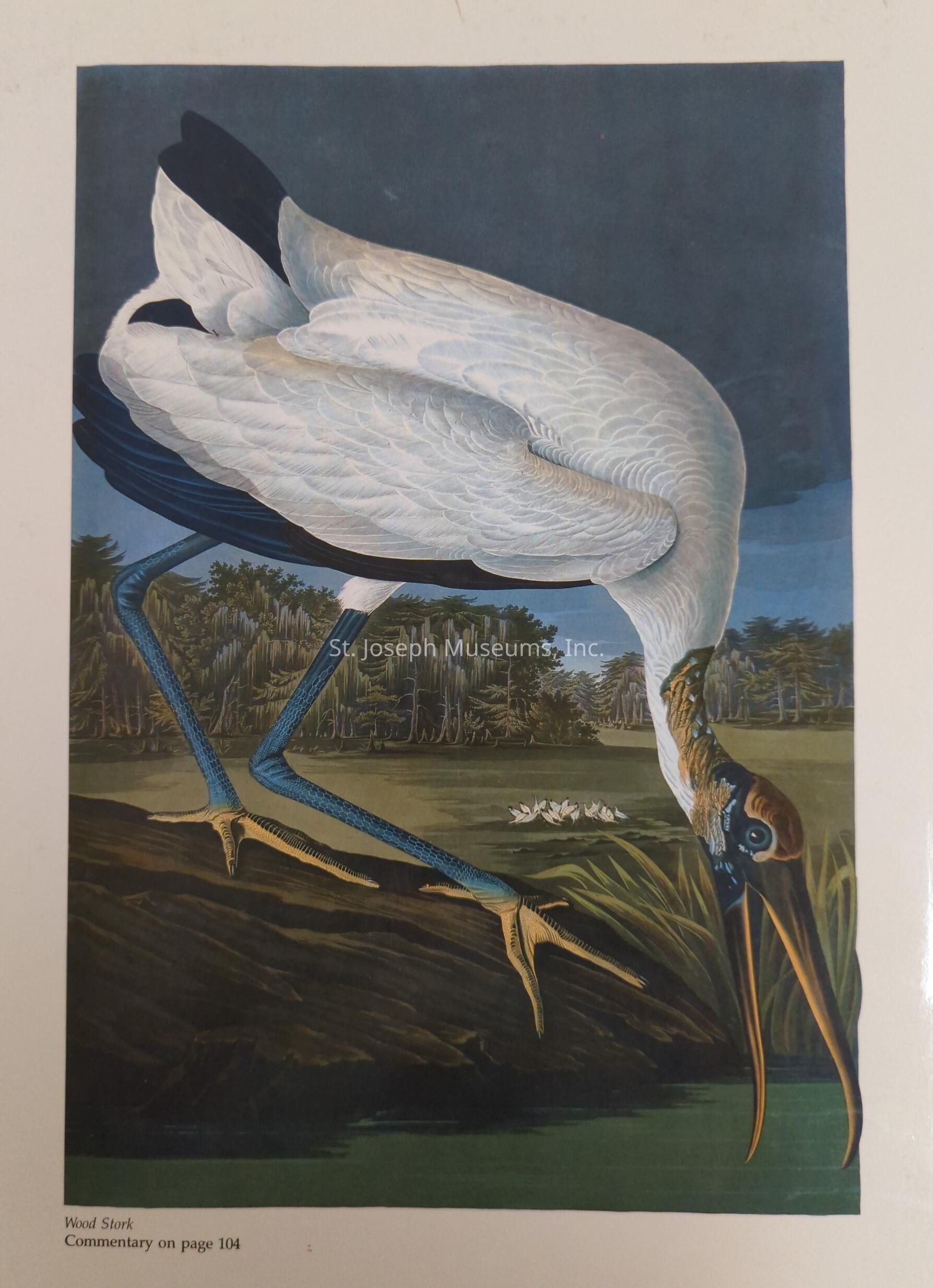 The image depicts a detailed illustration of a wood stork, focusing on its unique features and natural habitat. The bird, with its white plumage and long, curved neck, is poised gracefully, its sharp beak pointing downward as if searching for food in the water. Its slender, elongated legs are depicted in striking blue, mirroring the elegance of its posture. The background showcases a tranquil, lush landscape, with dense greenery and what appear to be delicate white flowers floating on the water's surface, creating an atmosphere of serene beauty. The wood stork stands on a dark wooden log, which contrasts with the vibrant colors of the bird and the scenic backdrop. The detailed rendering captures the intricate patterns in the bird's feathers, adding a sense of realism to the depiction.