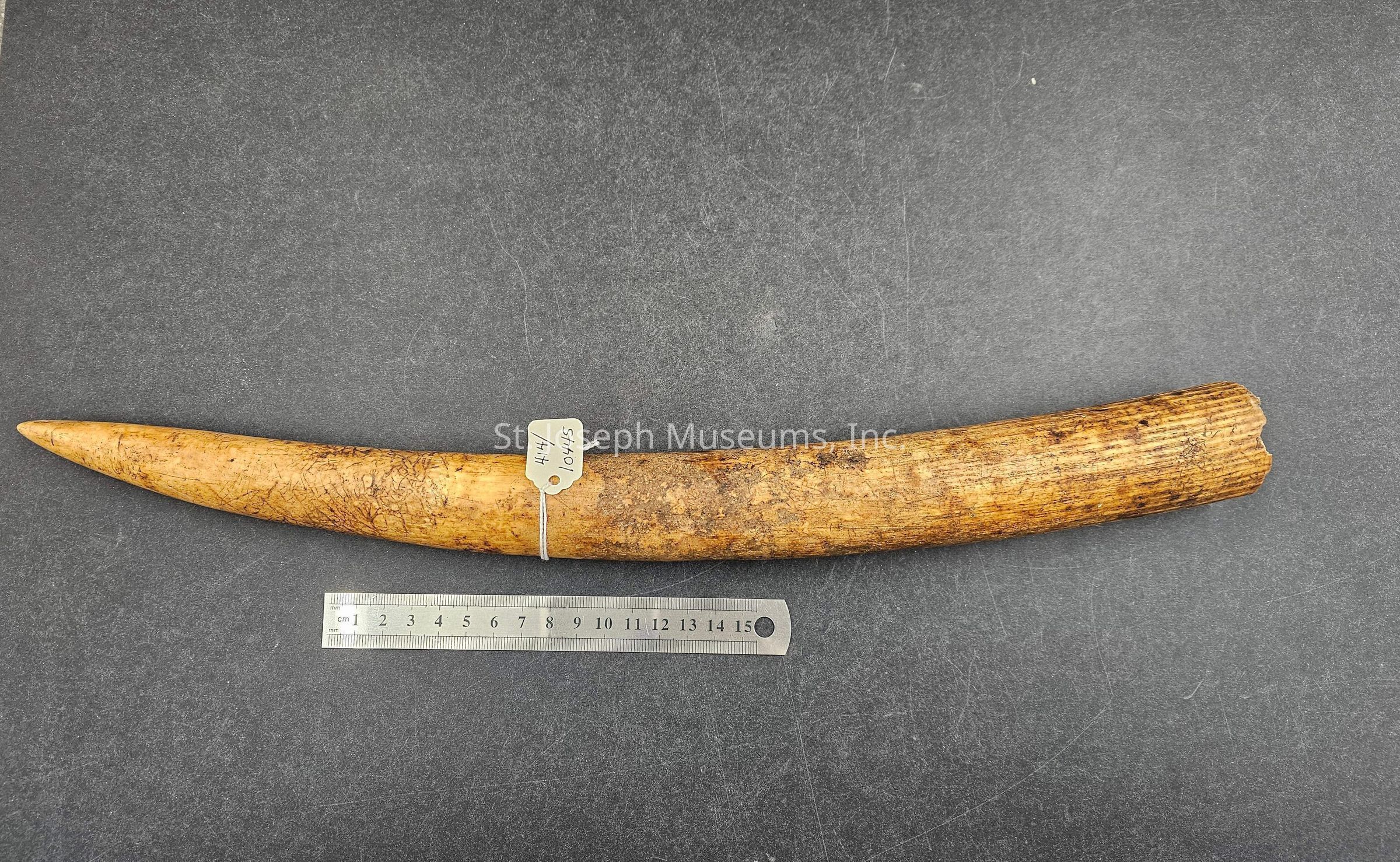 The image depicts a long, curved tusk resting on a gray surface. It appears to be aged, with a textured, brownish surface that suggests weathering or significant age. A tag labeled "Hy 1of 5" is attached to the tusk with a string, indicating it may be part of a collection or catalog. Beneath the tusk lies a metal ruler, measuring in centimeters, which provides a scale for the tusk's size, suggesting it is approximately 30 centimeters in length. The background is a simple, charcoal-colored material that contrasts with the tusk's lighter hue, highlighting its distinctive shape and rugged texture.