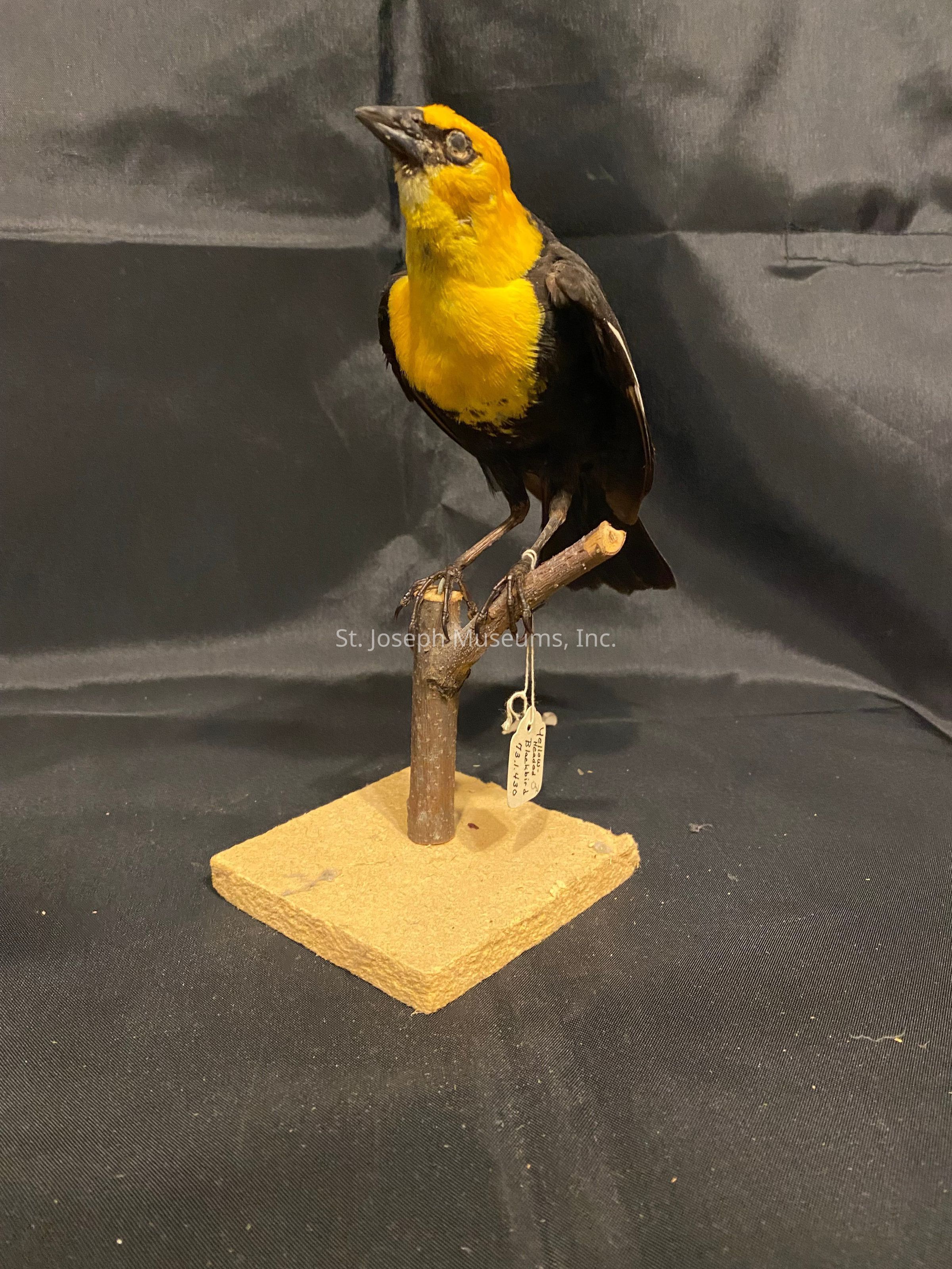 The image depicts a taxidermy bird with striking yellow and black plumage, perched on a small, branch-like stand mounted on a square wooden base against a dark, fabric background. The bird's body is primarily yellow, with black wings and back, sharply contrasting with its vibrant head and chest. A small identification tag hangs from the stand just below where the bird is perched. The setup is placed atop a flat, textured surface that complements the overall presentation, giving the bird a lifelike and observational display characteristic of natural history exhibits or educational collections. The dark backdrop highlights the vivid colors of the bird's feathers, emphasizing its striking appearance against the neutral tones of the environment, allowing for an unobstructed view of the mounted specimen.