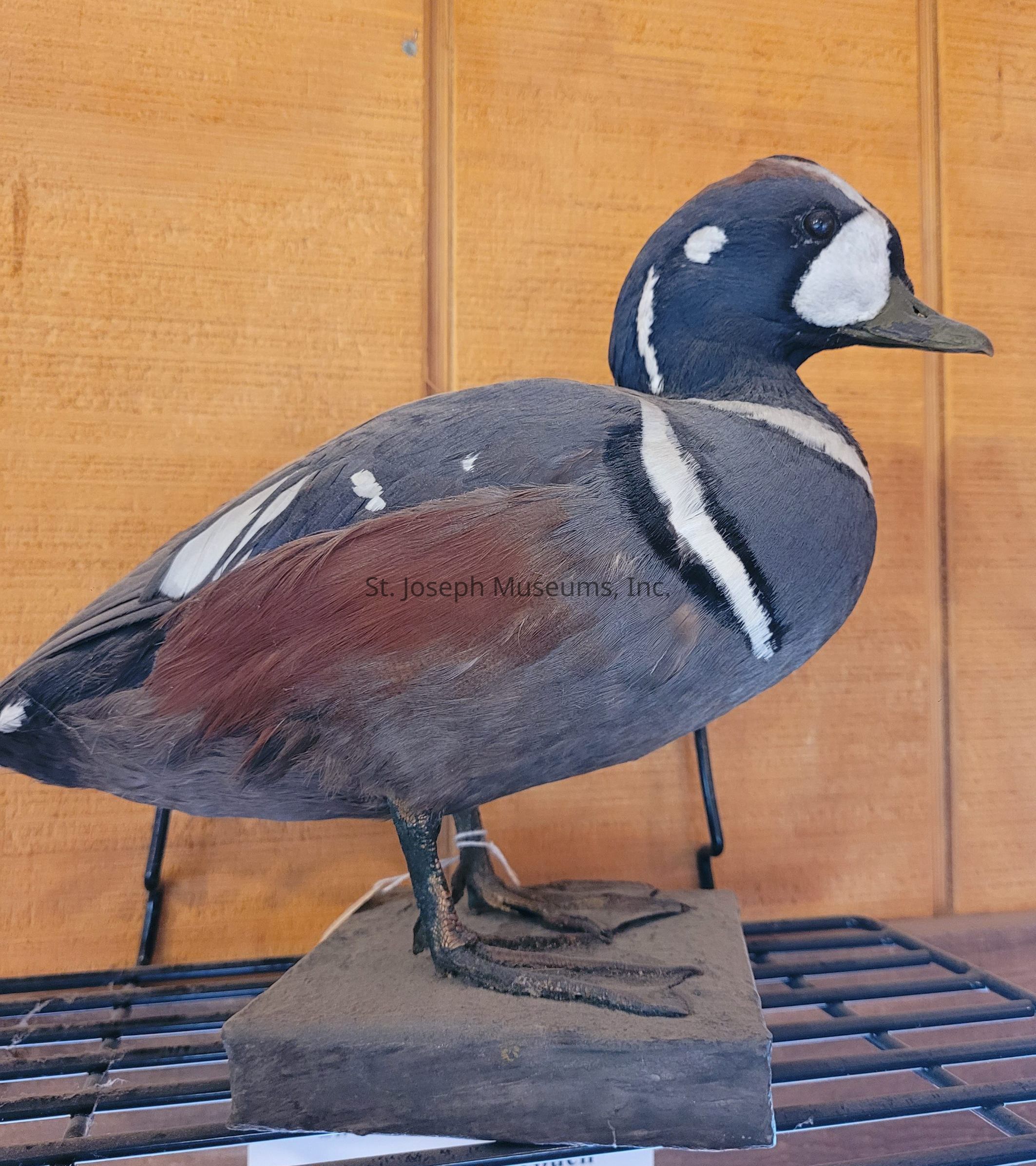 The image features a meticulously crafted representation of a bird perched on a simple base, detailed with realistic textures and colors that closely mimic those of a living bird. The bird exhibits a striking plumage of mixed hues, including deep blues and rich browns, with distinctive white markings creating a visually appealing contrast, especially around the wing and neck areas. Its beak appears finely shaped and natural, contributing to the lifelike quality of the model. The backdrop consists of wooden paneling, which adds a rustic touch, complementing the natural theme of the subject. The bird is positioned on a metal shelf, suggesting a display setup within a room, possibly for educational or decorative purposes. The lighting is soft and natural, casting gentle shadows that enhance the three-dimensional appearance of the sculpture, highlighting its detailed craftsmanship. Overall, the scene conveys a serene and educational atmosphere, inviting viewers to appreciate the beauty and intricacy of avian forms.