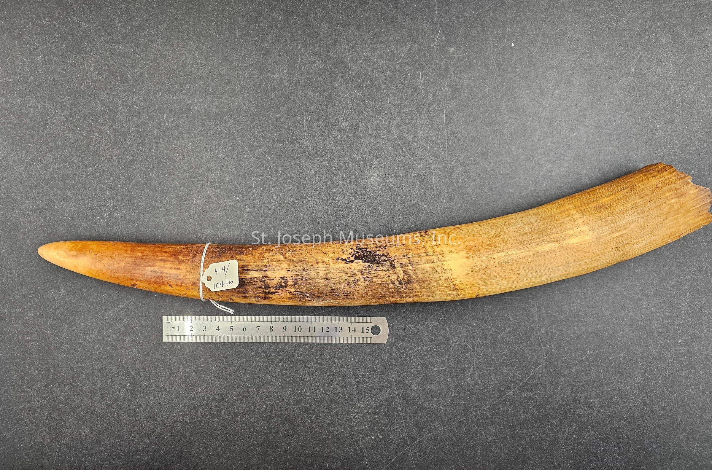 The image shows an elongated, curved object that appears to be a tusk or a horn, placed against a textured dark background. Its surface is smooth and has a gradient of colors ranging from golden brown to a darker, more earth-toned hue, suggesting a natural material. A small, rectangular label with handwritten numbers "414" and "10446" is attached to the object with a thin white string. Below the object, there is a metallic ruler aligned horizontally, measuring approximately 15 centimeters, providing a sense of scale. The tusk's length exceeds the ruler, indicating it is over 15 centimeters long. The right end of the tusk has a slightly rougher texture, while the left end tapers to a rounded point.