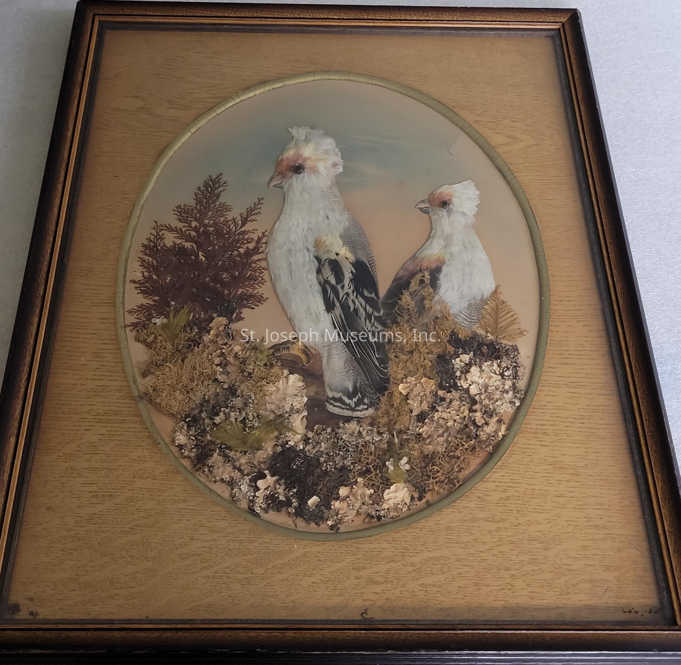The image depicts an ornately framed piece of artwork featuring two intricately detailed birds, possibly pigeons, standing amidst a textured arrangement of natural elements such as dried ferns and moss. These birds appear to have been meticulously crafted, with a mix of white, gray, and black feathers giving them a lifelike appearance. Their crests and beaks are prominently highlighted. The background is a subtle blend of earthy colors that complements the natural scenery within the oval matting. The overall composition is encased in a classic wooden frame with a vintage finish, enhancing the artwork's antique appeal. This piece evokes a sense of natural history display, reminiscent of traditional taxidermy presentations, while capturing the serene beauty of avian life in a rustic setting.