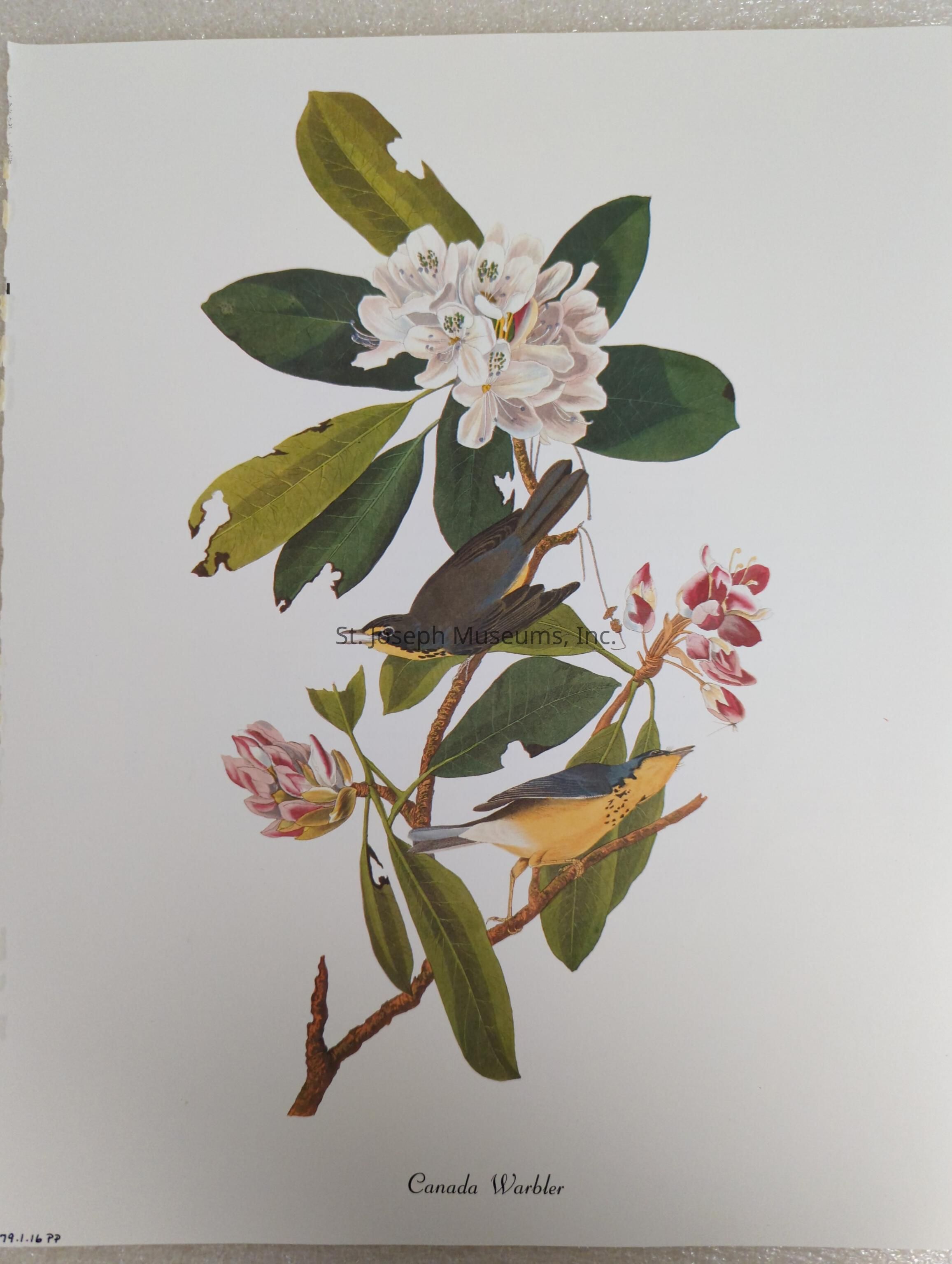 The image depicts a detailed illustration of two Canada Warblers, perched on a branch adorned with lush green leaves and delicate blossoms. The upper bird, with a slate-blue back and bright yellow underparts, is positioned to the left, looking off into the distance. The lower bird, similarly colored, faces right, adding a dynamic contrast to the composition. The botanical elements include large, intricately veined leaves and clusters of soft pink and white flowers, enhancing the naturalistic setting. The caption "Canada Warbler" is elegantly inscribed at the bottom, contextualizing the vibrant scene.