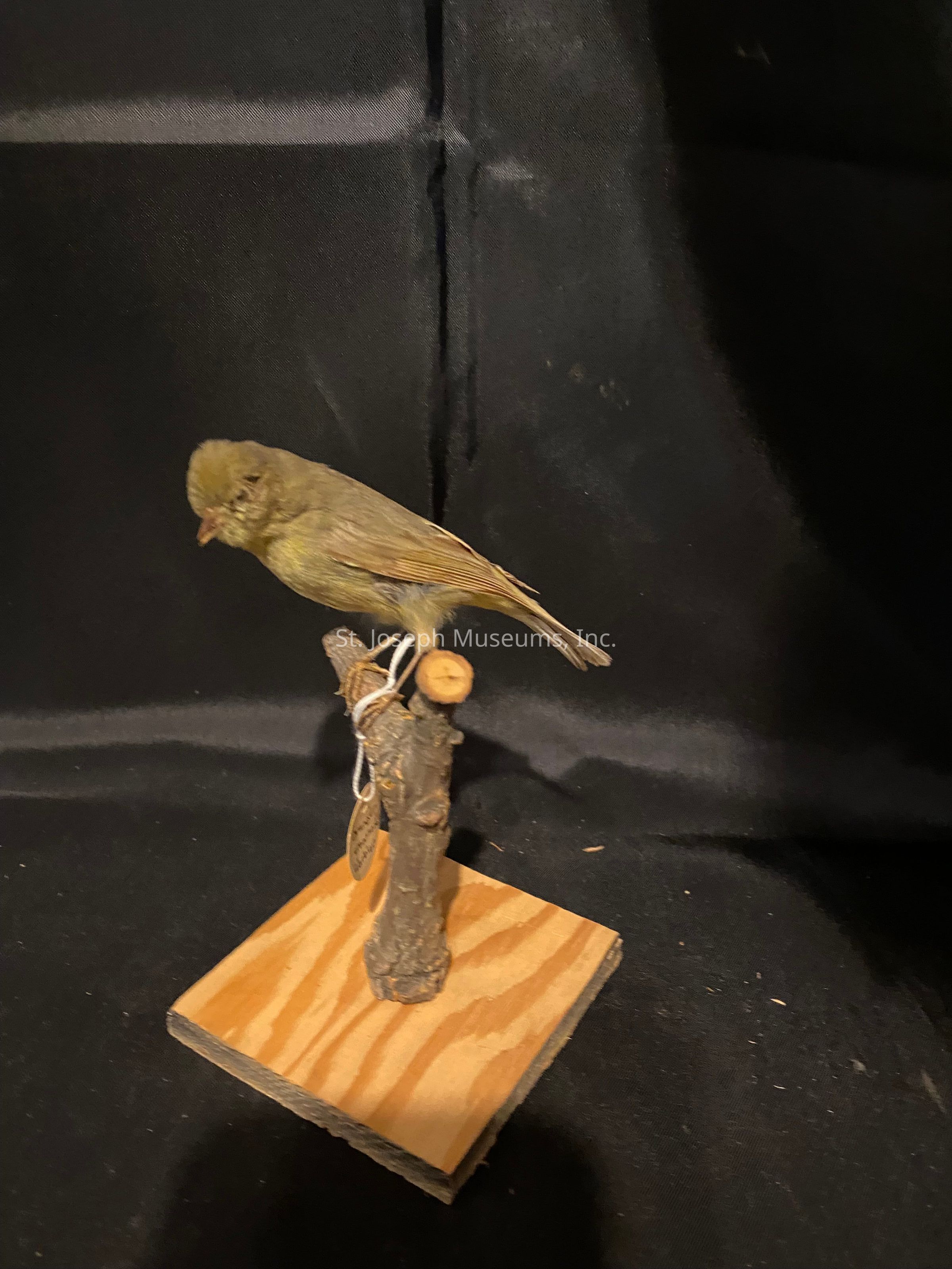 The image depicts a realistic-looking bird taxidermy mounted on a small wooden base, perched atop a short branch against a plain black background. The bird's plumage is a subtle shade of olive green with hints of brown, complementing its natural posture. A string with an attached tag dangles from the branch, suggesting that it might be part of a collection or exhibit. The base has a simple, unfinished wooden texture, adding a rustic touch to the display. The bird's positioning and the
