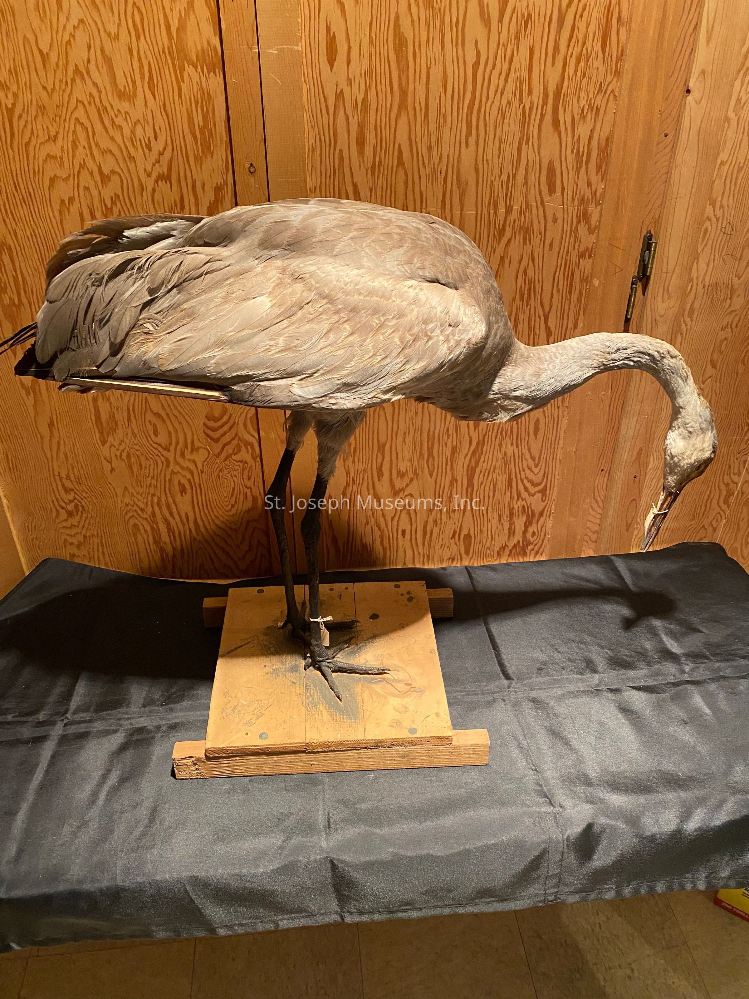 The image depicts a taxidermied bird resembling a crane, mounted on a wooden base, standing on what appears to be a black fabric-covered surface. The bird is shown in a slightly bent-forward position with its neck extended downward, possibly in a feeding pose. Its plumage is a soft brownish-gray color, blending seamlessly into the wooden backdrop, which features a natural grain pattern. The wooden base supporting the bird ensures it remains stable, with visible screws securing it. The entire setup is placed against a wood-paneled wall, contributing to a rustic ambiance. The lighting casts gentle shadows, adding depth to the composition.