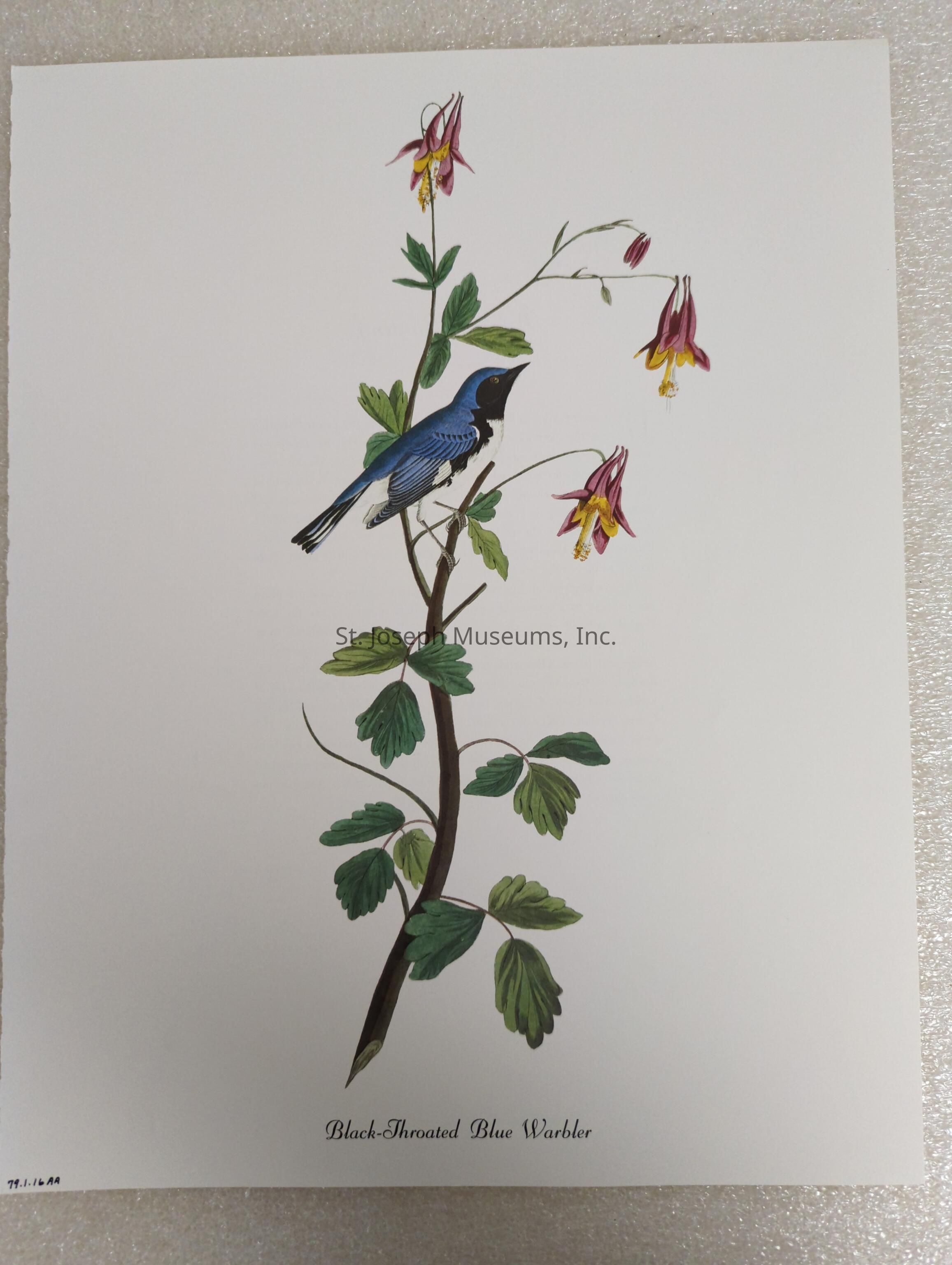 The image depicts a beautifully detailed illustration of a branch adorned with lush green leaves and vibrant red and yellow flowers, on which a black-throated blue warbler is perched. The bird, featuring striking blue plumage with a distinct black throat and white underparts, is poised elegantly amidst the delicate flowers, displaying an intimate interaction with its natural environment. The composition captures a sense of tranquility and natural beauty, elegantly balancing the detailed textures of the bird’s feathers, the vibrant hues of the blossoms, and the simplicity of the green foliage, all set against a plain background, emphasizing the artistry and intricacy of the natural world. The namesake of the bird, "Black-Throated Blue Warbler," is elegantly inscribed beneath the illustration, adding an informative and artistic touch to the piece.