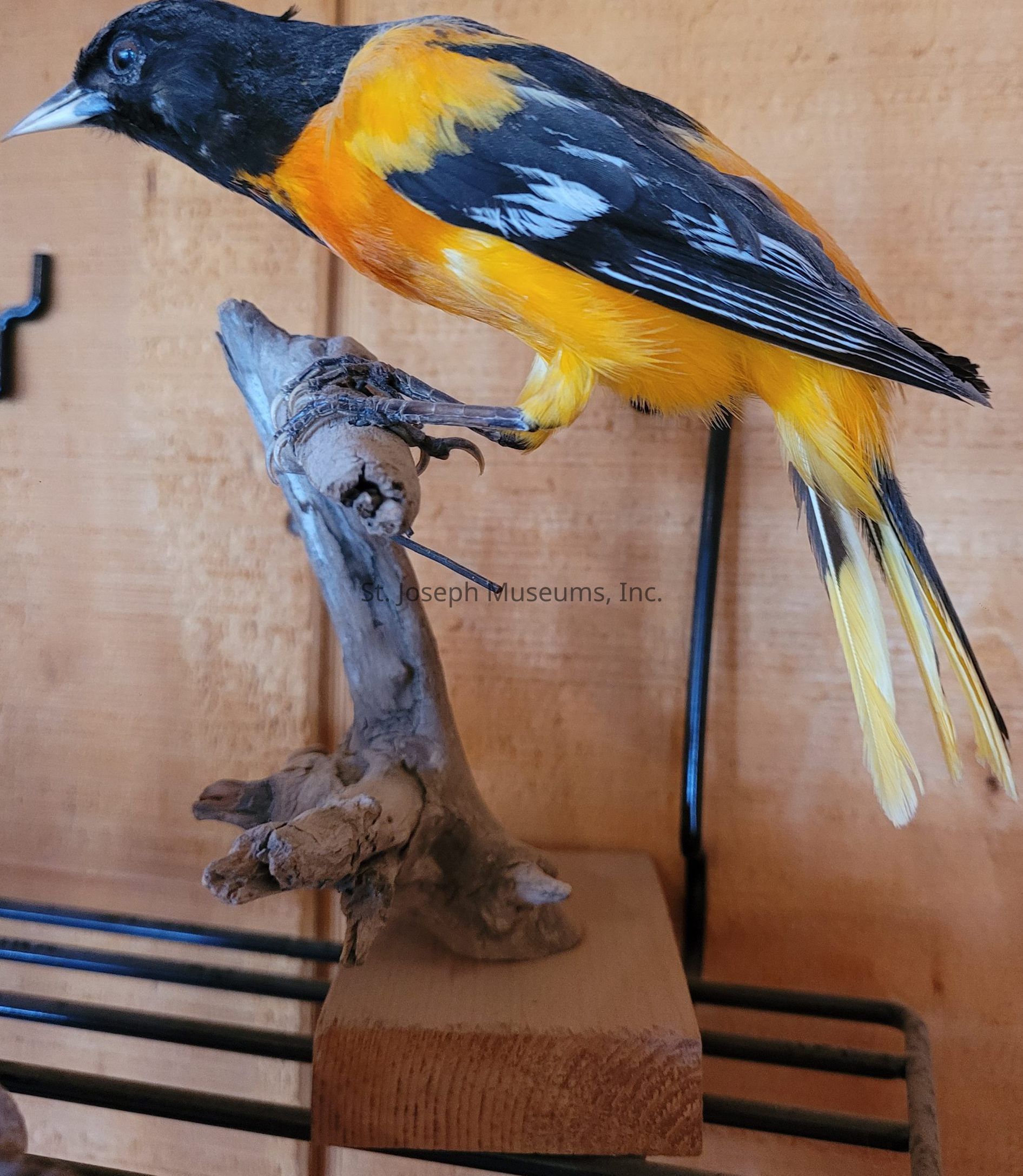 The image displays a vividly colored bird, predominantly featuring black and orange plumage with touches of white, perched on a small wooden branch. The bird's back is a deep black, while its wings showcase intricate patterns of black, orange, and white feathers. Its breast and belly are a vibrant shade of orange, transitioning into yellow lower down, creating a striking contrast with its other features. It has a slender, pointed beak that hints at its natural ability to forage for insects or nectar. The branch it stands on is a piece of unfinished wood, adding a rustic charm to the scene, while the background consists of a plain wooden surface, subtly enhancing the bird's bright colors. The position of the bird gives it an alert, attentive look, as if it might take flight at any moment, capturing the essence of its lively nature. Overall, the composition of the image highlights the delicate beauty of the bird against a simple, natural setting.