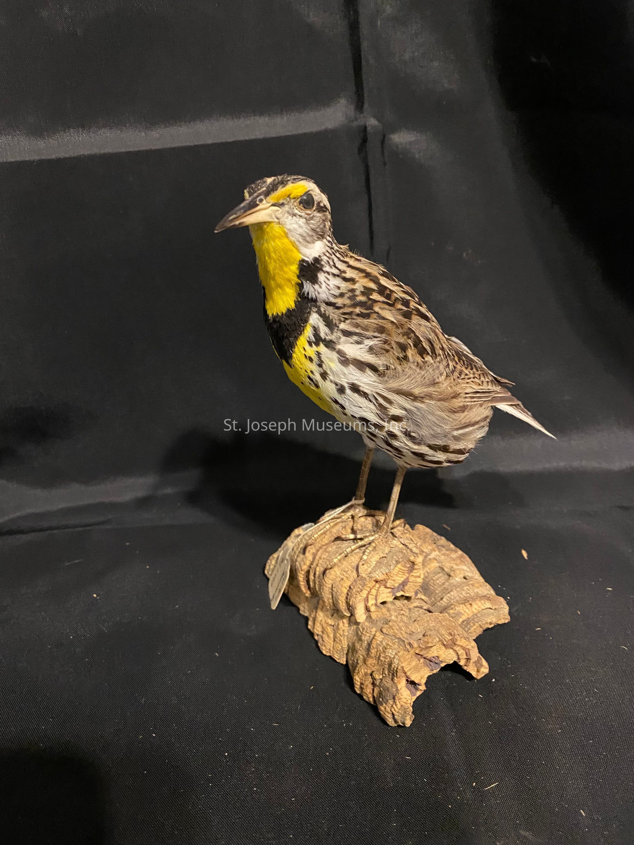 The image features a taxidermied bird, prominently displayed against a dark, plain backdrop that highlights its vibrant colors. The bird stands perched atop a textured, wood-like base that adds a natural element to the composition. The bird's striking plumage is a mix of speckled brown, with a vivid yellow throat and chest, accentuated by a bold black band that creates a stark contrast. The bird's head is positioned in a side profile that showcases its sharp beak and alert eye, while its intricate feather pattern reflects detailed craftsmanship. The overall presentation suggests an educational or decorative purpose, inviting viewers to appreciate the beauty and realism captured in this careful display.