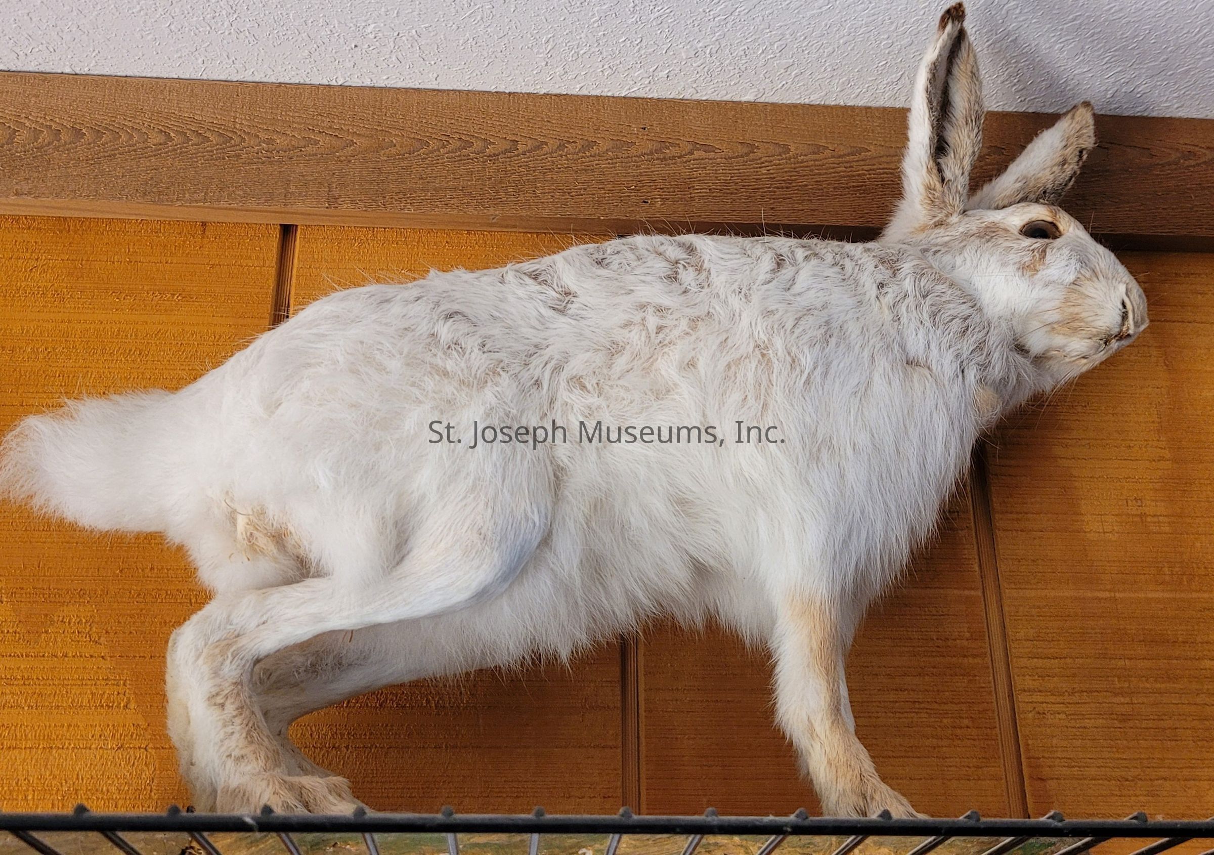 The image depicts a taxidermy display of a white hare with its distinct long ears and fluffy tail, mounted on a wooden wall. The hare's fur appears soft and well-preserved, with subtle variations in white and beige tones, suggesting a natural coloration typically found in arctic or mountainous regions. Its pose is dynamic, as if it were in mid-leap, which adds a sense of motion and vitality to the otherwise static display. The wooden backdrop has a light, natural finish that contrasts with the texture of the hare's fur, enhancing the visual appeal of the composition. The attention to detail in the taxidermy work is evident, capturing the lifelike essence of the animal. This particular setting might be found in a nature-themed exhibit, a hunting lodge, or a rustic home, where such displays are often used to evoke themes of wildlife and the outdoors. Overall, the image combines elements of art and nature preservation, resulting in a striking and lifelike presentation of this elegant creature.
