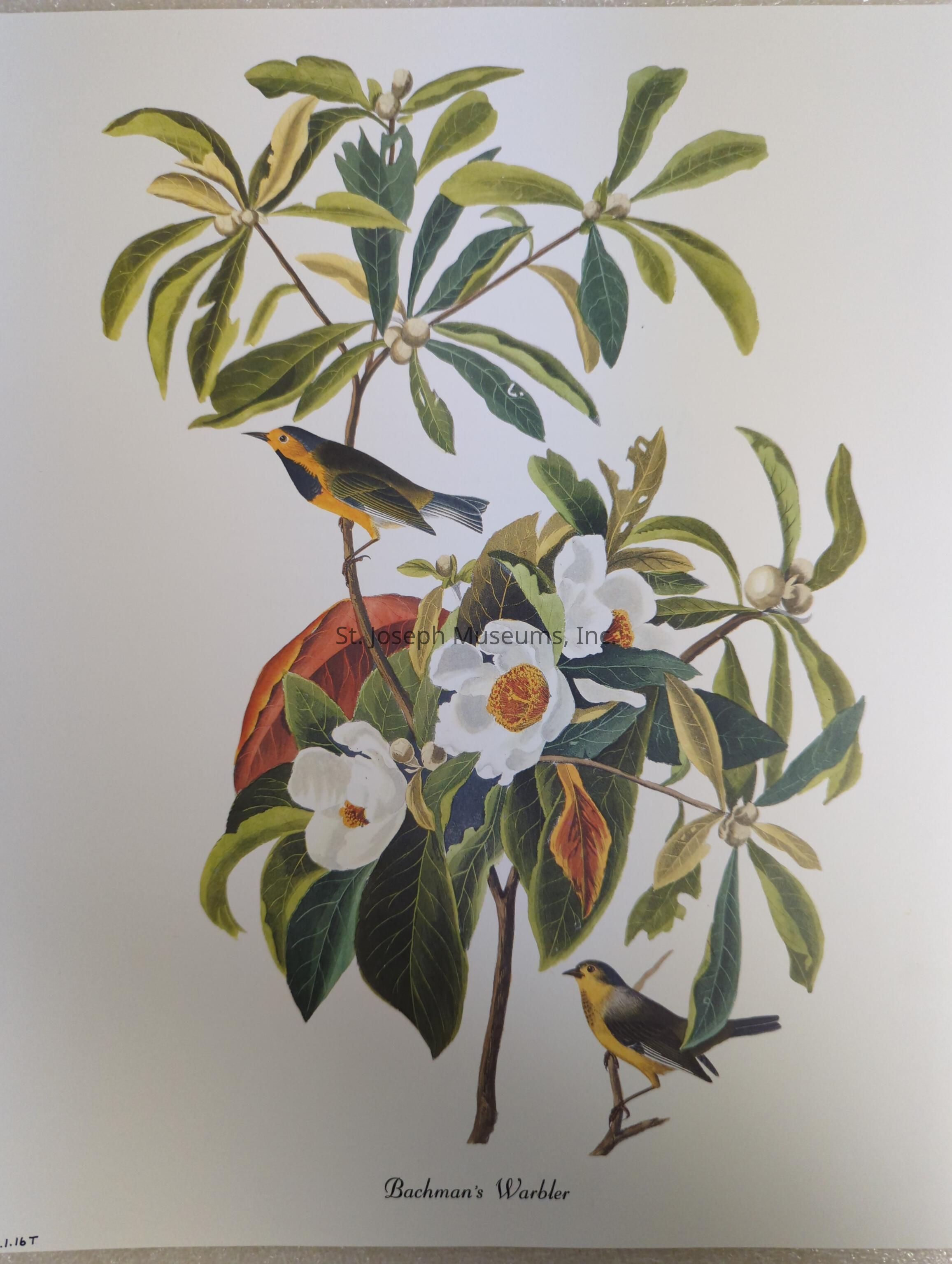 The image depicts an illustration of Bachman's Warbler, showcasing two vibrantly colored birds perched among lush green foliage and delicate white flowers with yellow centers. The artwork is detailed, highlighting the intricate patterns and vivid colors of the birds, including shades of yellow and black, set against a clean, white background. The leaves surrounding the birds are richly hued in various shades of green, with some featuring a reddish tint, adding depth and contrast to the composition. This illustration captures a sense of natural beauty and tranquility, typical of classic ornithological art. The name "Bachman's Warbler" is elegantly inscribed beneath the scene, adding a touch of formal elegance to the image.