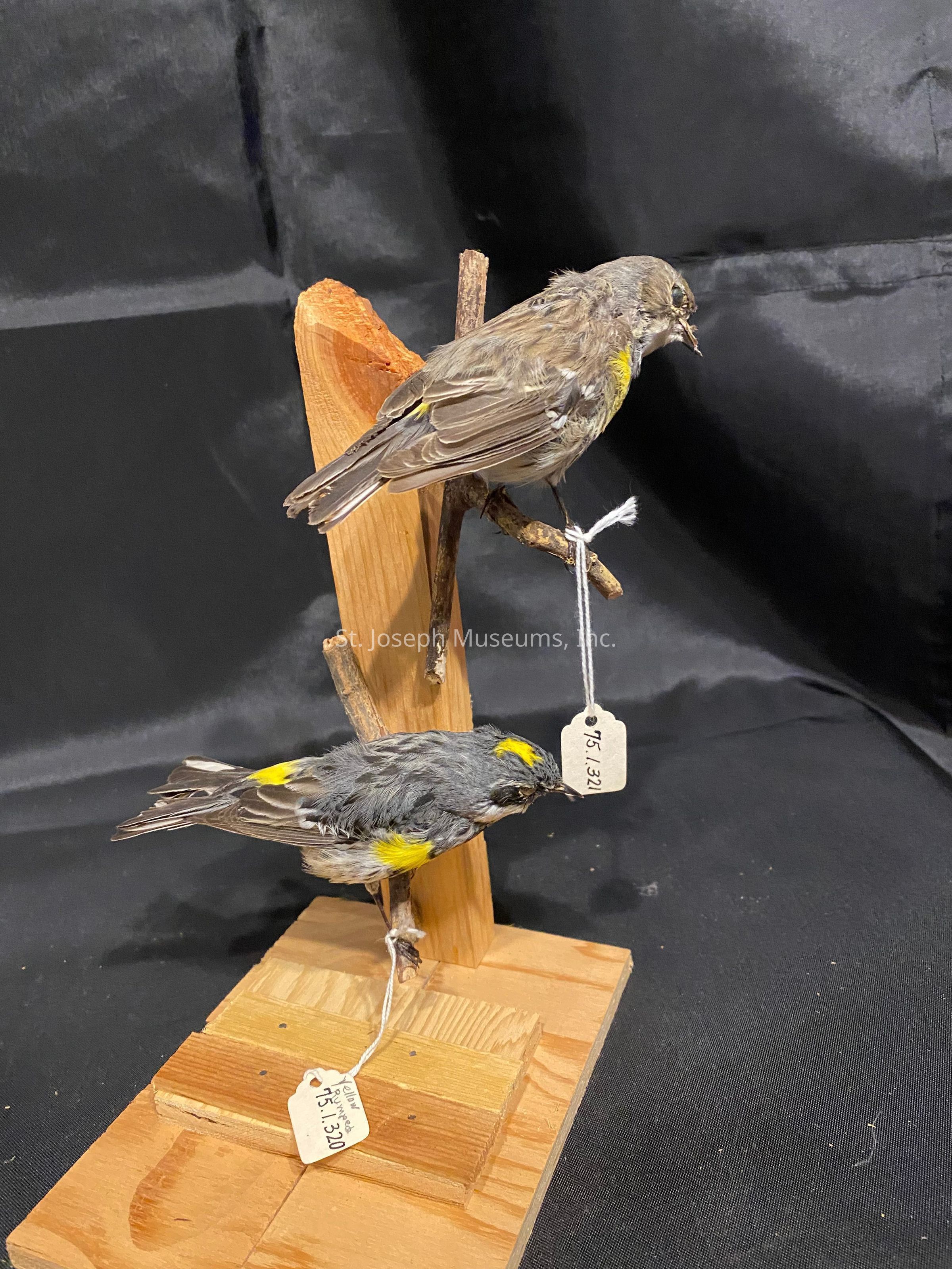 The image features a display of two stuffed birds, each mounted on a wooden base with branches for support. The birds are positioned on a simple platform, crafted from wooden pieces that have been assembled together. The birds showcase a mix of muted brown and gray plumage with striking yellow patches, which are prominently visible. Each bird has a string attached to its leg with a small white tag featuring a numerical code, possibly acting as an identifier for cataloging purposes. The backdrop is a plain, black fabric that helps accentuate the details and colors of the birds and the wooden display structure. This setup likely serves an educational or decorative function, possibly in a museum, educational setting, or personal collection, where the focus is on showcasing the details of these birds in a static and preserved form for study or display. The overall presentation is neat and precise, drawing attention to the meticulous preservation of the birds, highlighting both the artistry and scientific interest in avian specimens.