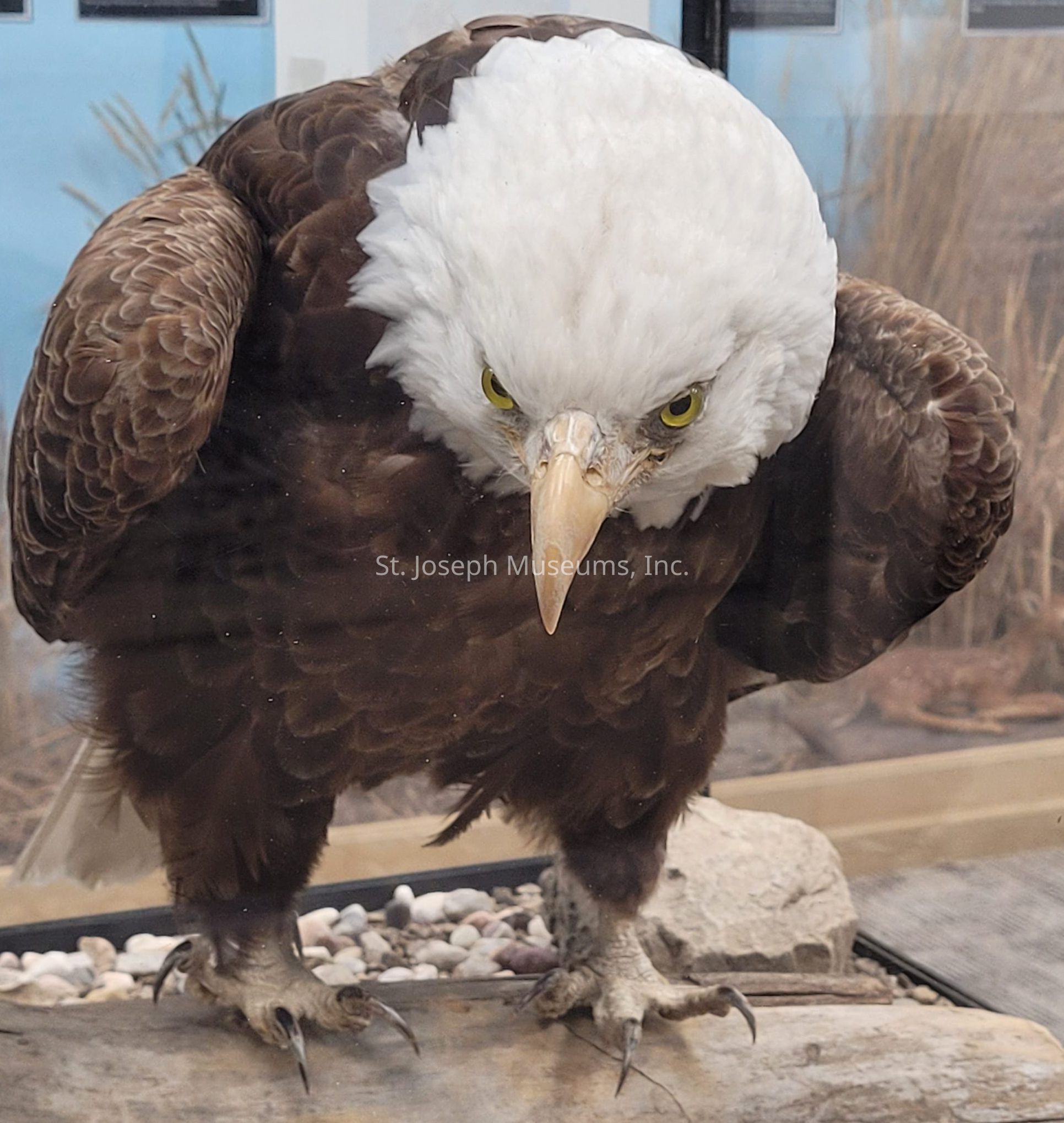 The image showcases a majestic bald eagle standing behind a glass enclosure, its piercing yellow eyes staring intently forward. The eagle's plumage is prominently displayed, with a contrasting snowy white head and dark brown body, the feathers intricately layered and textured. Its sharply hooked beak, pale in color, adds to its formidable appearance, while the powerful talons grip a piece of driftwood, securely placed amidst a bed of small stones. In the background, the setting seems to suggest a natural habitat, hinting at grasses or reeds, contributing to the overall wilderness feel of the scene, while a soft, natural light illuminates the eagle, emphasizing its regal and dignified stance.