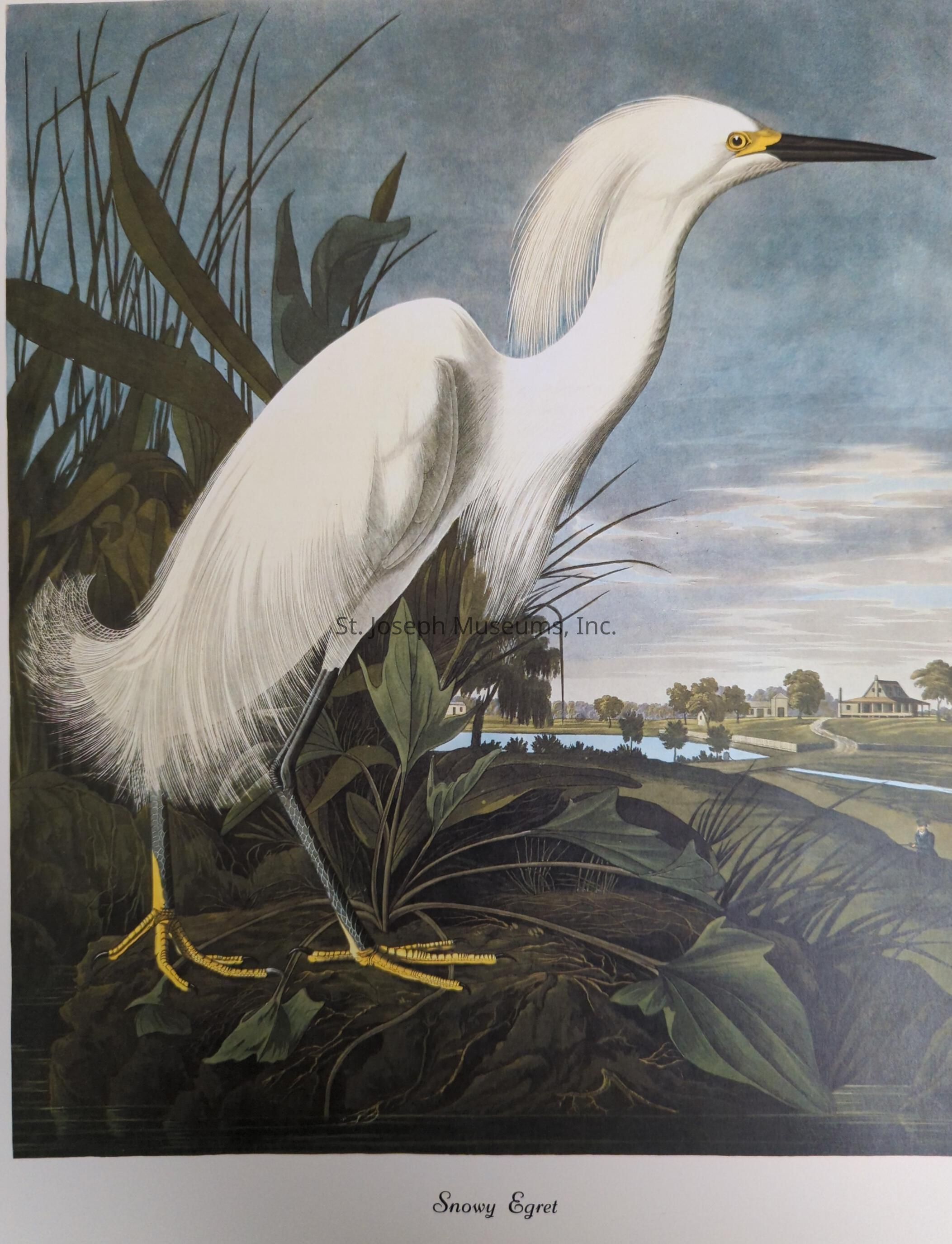 The image depicts a highly detailed and realistic illustration of a Snowy Egret, a species of bird known for its elegant white plumage. The egret is portrayed standing amidst lush green foliage, possibly within a wetland or marsh area, indicated by the presence of tall grass and aquatic plants. Its striking white feathers are meticulously rendered, showcasing delicate textures and subtle shading to emphasize the softness and purity of the bird. The egret’s long, slender neck is gracefully arched, and its sharp, black beak points slightly upwards, suggesting alertness or focus. Bright yellow coloring adorns its legs and feet, a distinctive feature of the species. In the background, a serene landscape stretches out, featuring a calm body of water reflecting the sky. The horizon reveals a peaceful scene with trees and structures dotting the landscape, indicating a rural or countryside setting. The blue and grey tones of the sky complement the overall tranquility and natural beauty depicted in the illustration.