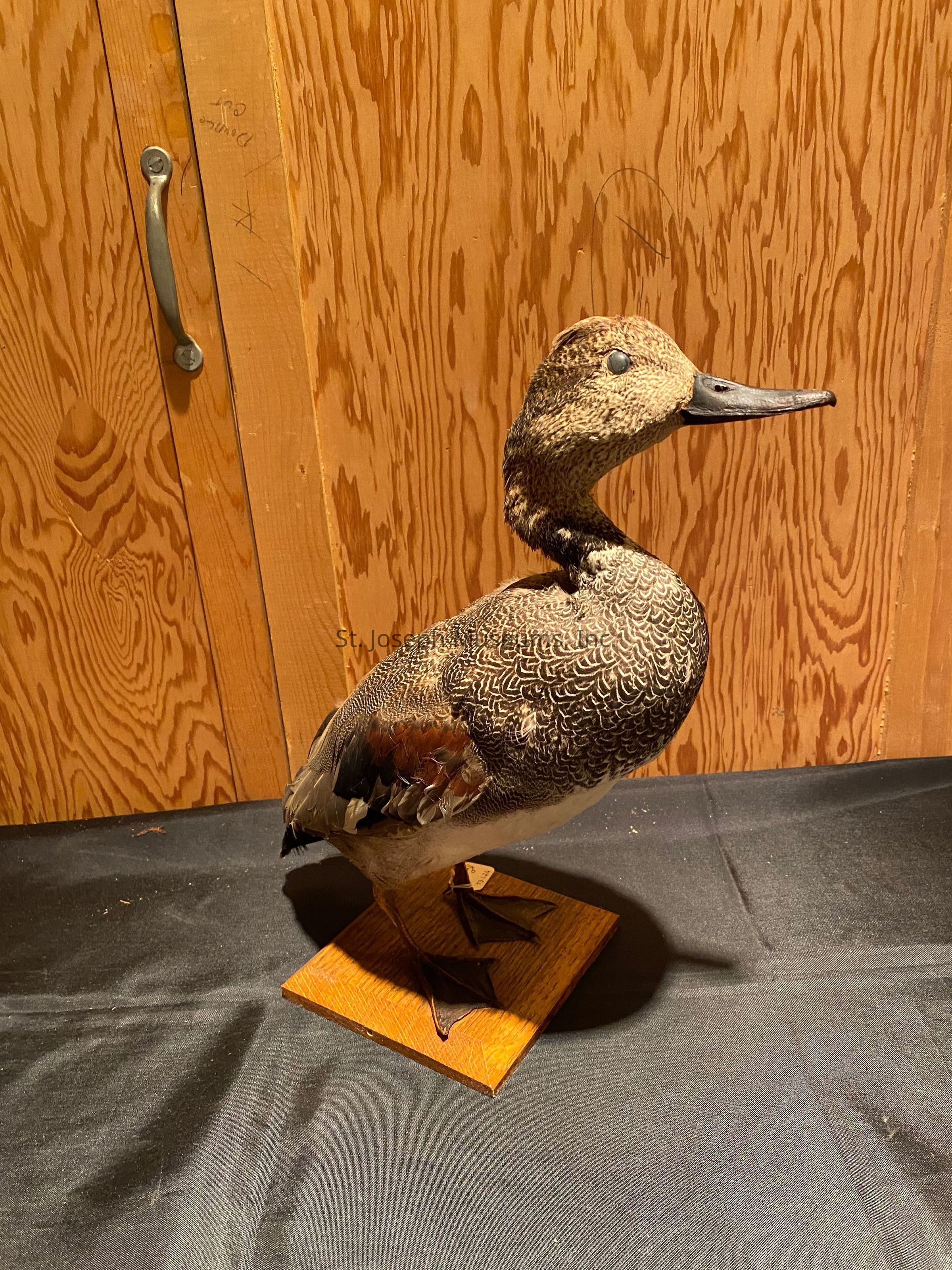 The image features a taxidermy duck positioned on a rectangular wooden base. The duck's plumage has intricate patterns, with varying shades of brown, white, and black, adding texture and realism to its appearance. Its beak is long and dark, complementing the subtle sheen of the feathers. The bird stands against a backdrop of light brown, textured wood paneling, with visible grain patterns, and a metal handle attached to one of the panels. The base rests on a black fabric surface, which creates a stark contrast to the natural tones of the duck and the background wood, enhancing the overall composition and focus on the intricately detailed duck.