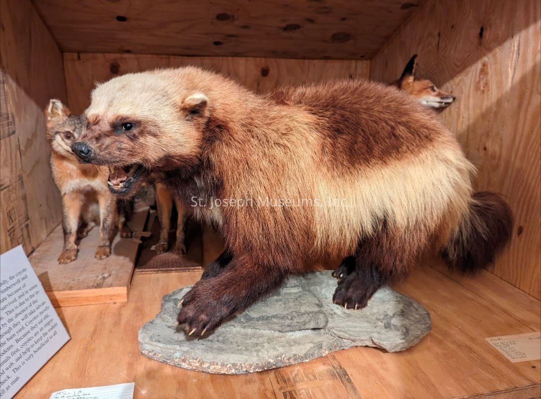 The image depicts a taxidermy display featuring a prominently positioned wolverine with its mouth open, showcasing its sharp teeth, as it stands on a wooden base resembling a rocky terrain, with another taxidermy specimen of a fox visible in the background on the left; the wooden enclosure contains detailed informational plaques about the displayed animals, accentuating a natural history exhibit setting.
