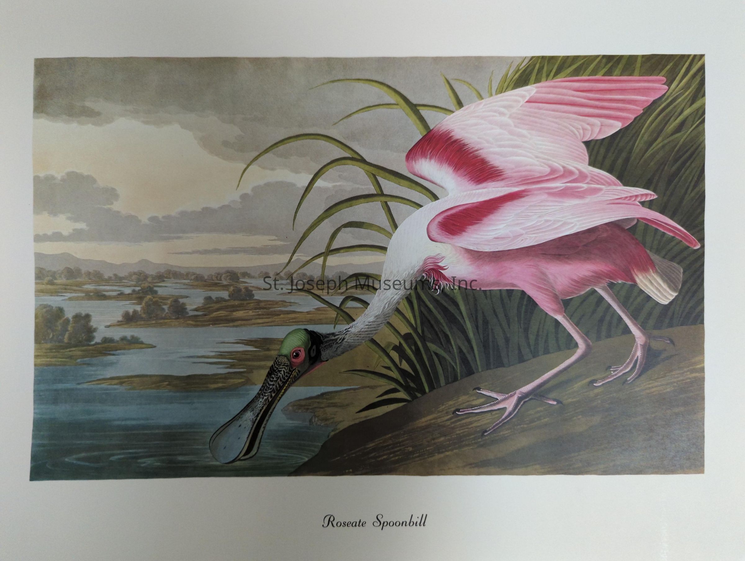 The image depicts a detailed painting of a Roseate Spoonbill, a bird with striking pink and white plumage, positioned near a water body surrounded by lush greenery. The bird is captured in a dynamic pose, leaning forward with its long, distinctively spoon-shaped bill. The background features a serene landscape with calm water, small islands, and a cloudy sky, conveying a tranquil and natural setting. The Roseate Spoonbill's vibrant colors contrast beautifully with the muted tones of the environment, emphasizing its elegance and grace.