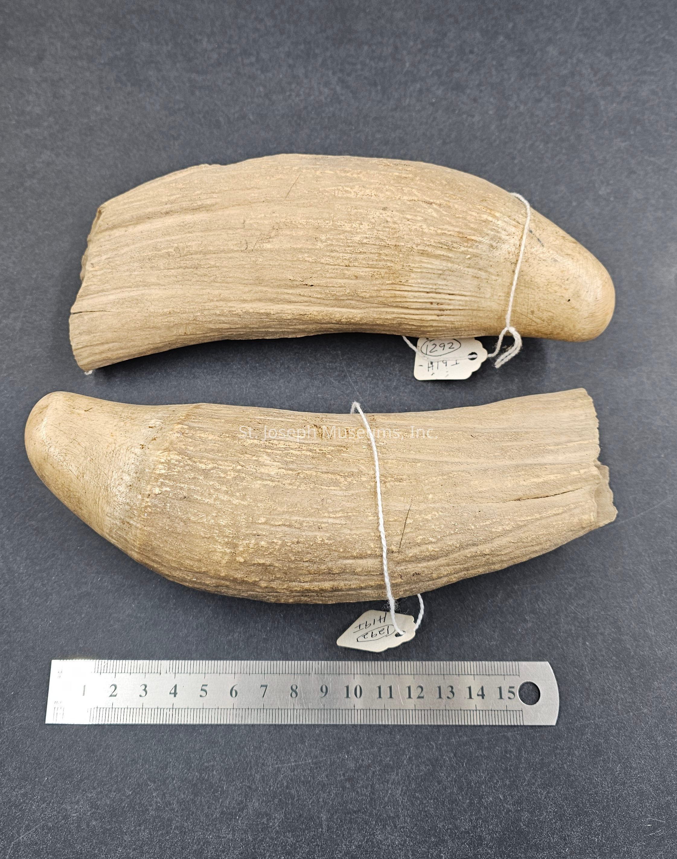 The image features two large, curved objects that resemble tusks, placed parallel to each other on a flat, dark surface. Each tusk is tied with a string that holds small tags with illegible writing. Positioned below the tusks is a metal ruler, which provides a sense of scale. The tusks appear textured and weathered, with a light brown color, suggesting they could be historical artifacts or replicas for educational or scientific study. The arrangement and inclusion of the ruler imply that this photograph is intended for documentation or analysis purposes, possibly in a museum or research setting.