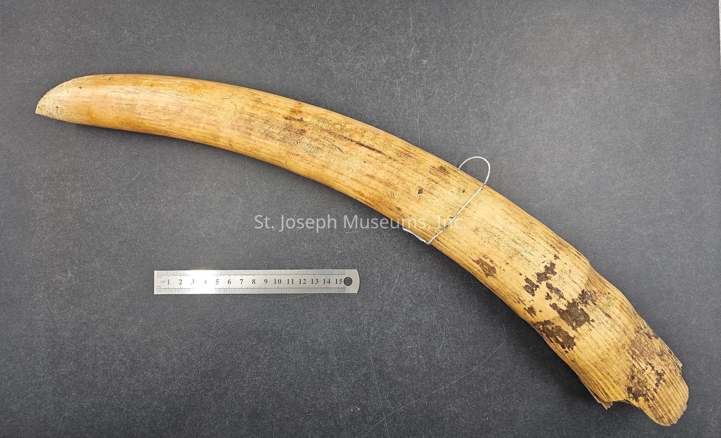 The image depicts an aged, brownish tusk positioned diagonally across a dark gray surface, showcasing a series of natural textures and wear along its surface, which emphasize its antiquity and organic origin; the tusk is slightly curved and appears to be of considerable size, as verified by a ruler placed below it for scale, measuring approximately 15 centimeters, providing a visual reference for its impressive length, while a thin wire wraps around part of the tusk, possibly to support or display it in this presentation context, emphasizing the tusk's historical or scientific significance.