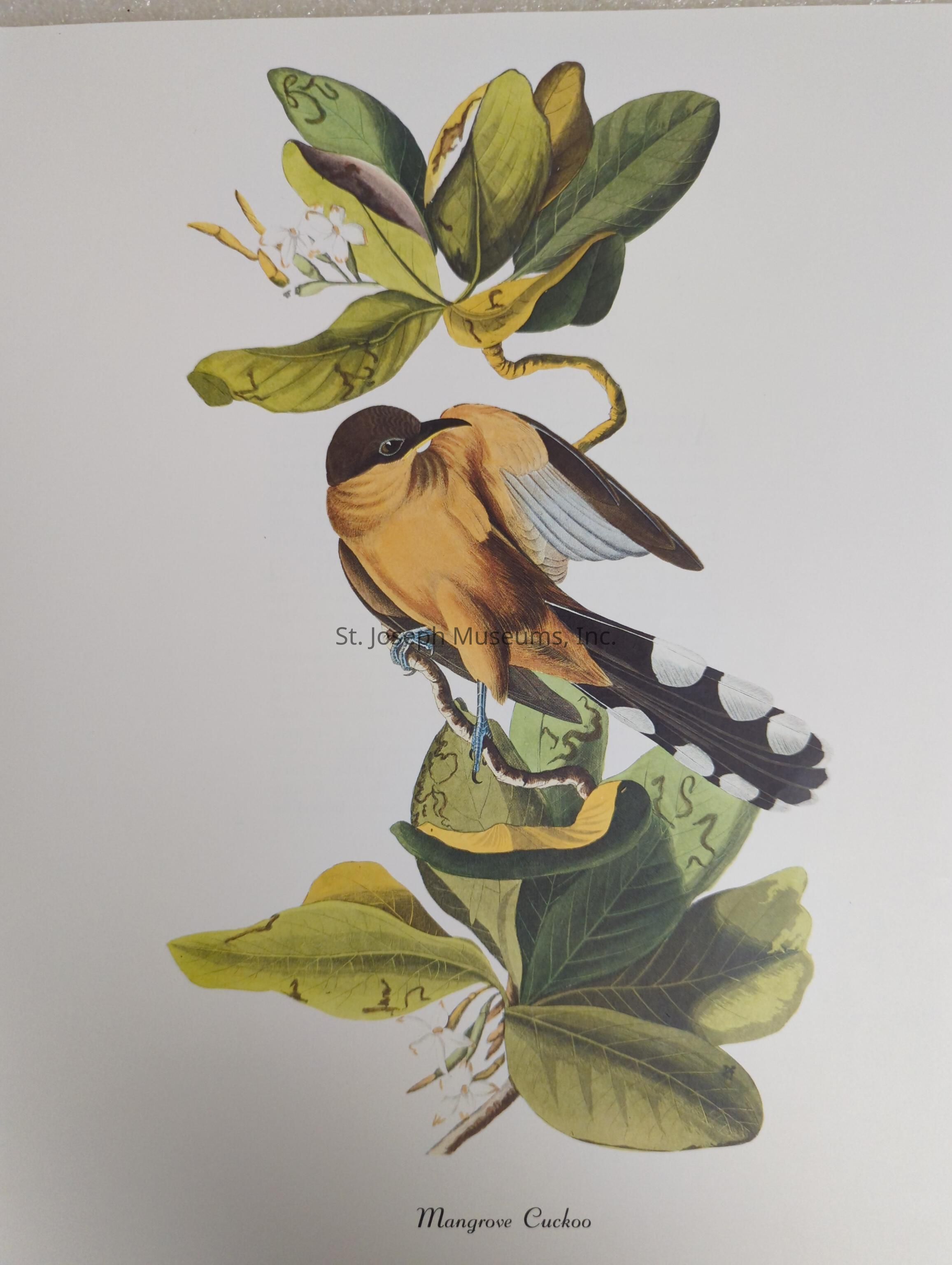 The illustration depicts a Mangrove Cuckoo, perched elegantly amidst a lush arrangement of green leaves tinged with touches of yellow. The bird showcases a warm brown and tan plumage with subtle gradients, while its wings exhibit a pattern with hints of black and gray. The tail feathers are particularly striking, marked with distinctive white spots. Nestled among the vivid leaves are tiny white blossoms, enhancing the scene's natural beauty. The overall composition conveys a harmonious blend of ornithological detail and botanical elegance, highlighting the serene interaction between the bird and its environment.