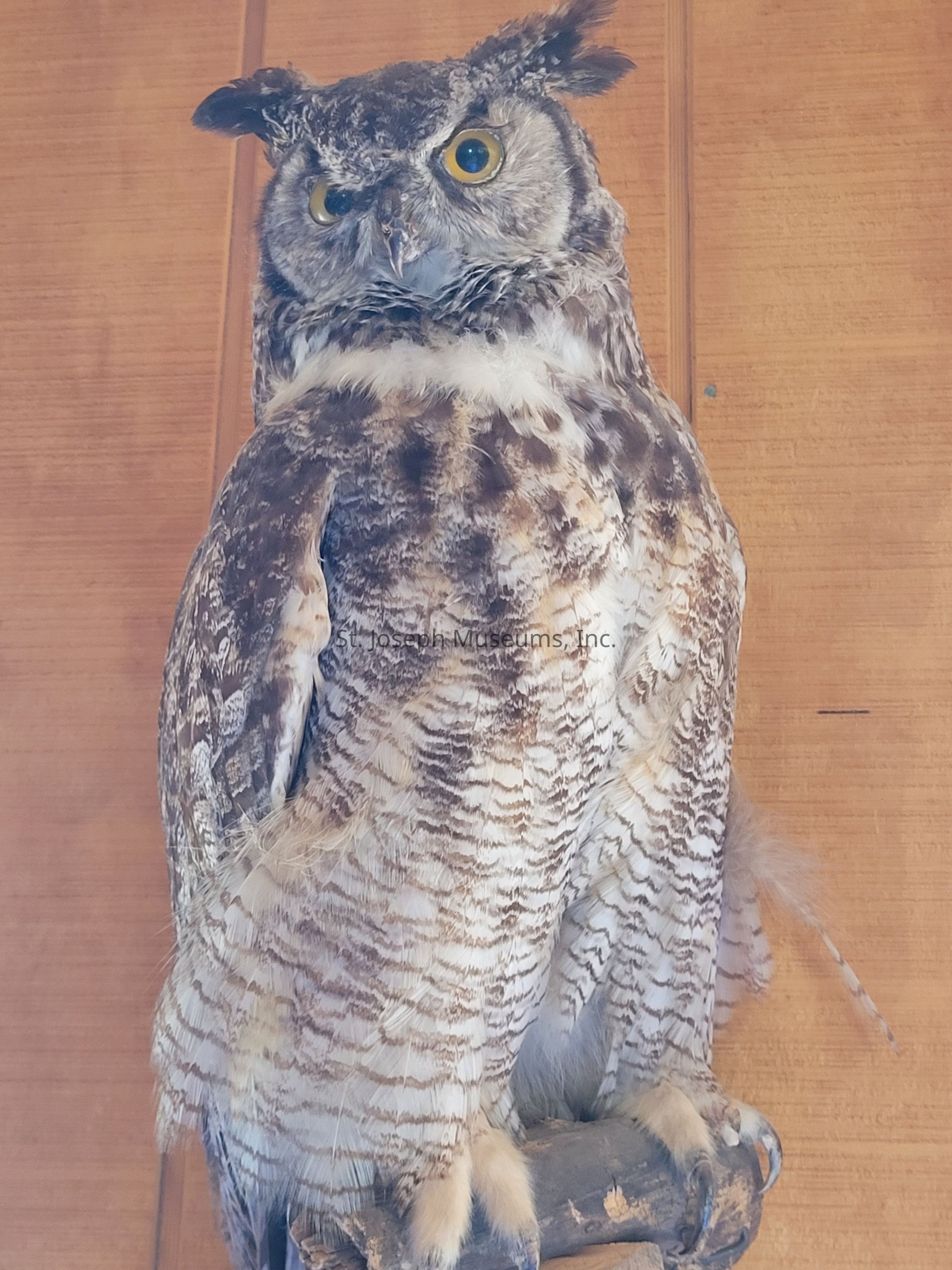 The image depicts a large, majestic owl perched on a branch against a wooden background. The owl has striking yellow eyes that are wide and seemingly alert, giving it an attentive and wise expression. Its feathers are a mix of brown, beige, and cream, with intricate patterns that provide excellent camouflage in its natural habitat. Prominent ear tufts add to its imposing presence. The details of its plumage, from the soft, downy underbelly to the sleek, mottled wings, are beautifully captured, highlighting the bird's grace and strength.