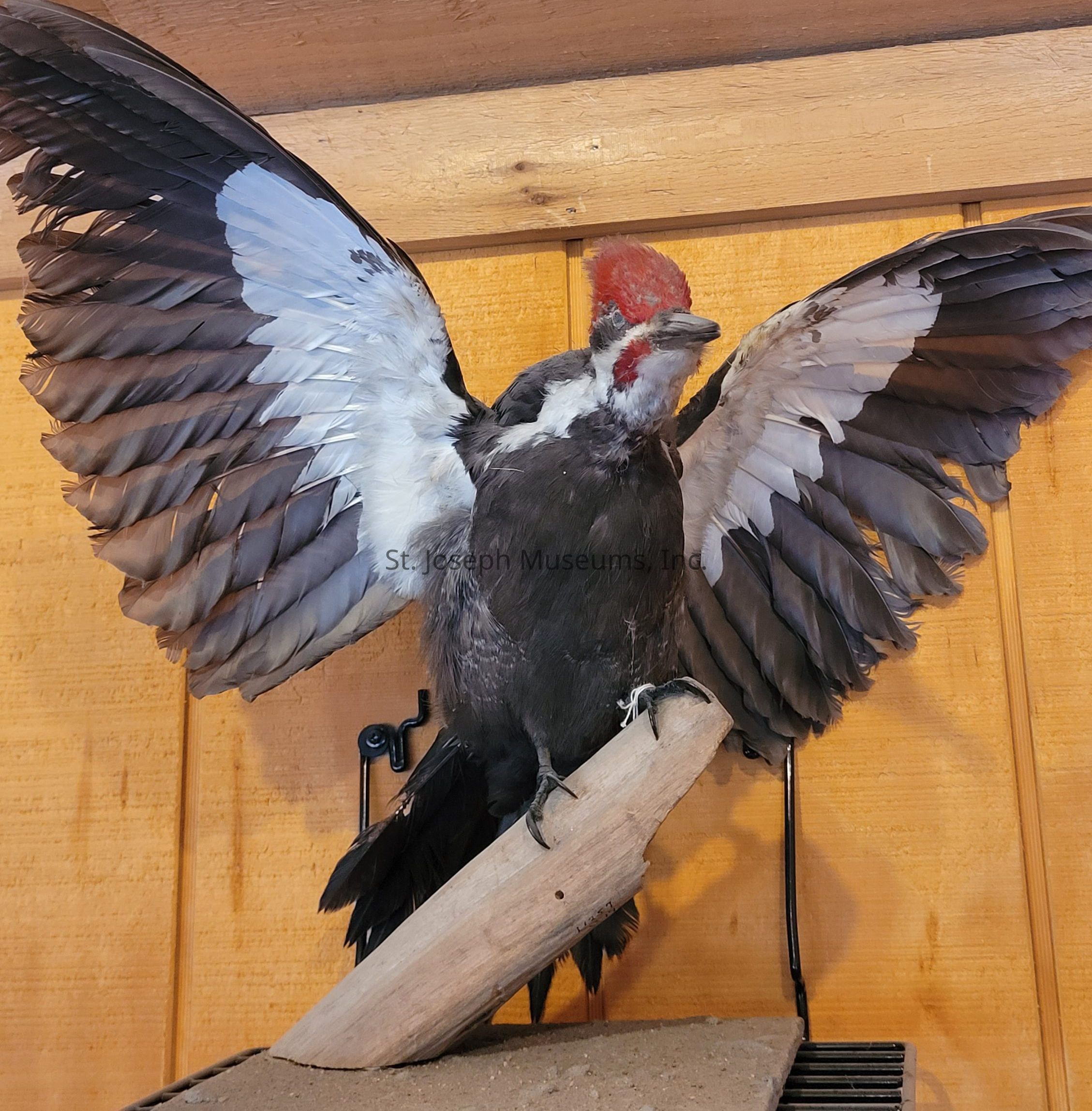 The image depicts a bird perched on a wooden branch against a rustic wooden wall background. The bird, seemingly a woodpecker, has its wings fully extended, showcasing a beautiful pattern of black and white feathers. Its head is adorned with a vibrant red crest, adding a striking contrast to its otherwise monochromatic appearance. The bird appears at ease in its environment, and the display of its feathers suggests a moment of dynamic movement or a natural pose intended to exhibit its full plumage. The setting seems indoors, and the lighting highlights the textures of both the wood and the bird’s feathers, creating a harmonious and visually engaging composition.