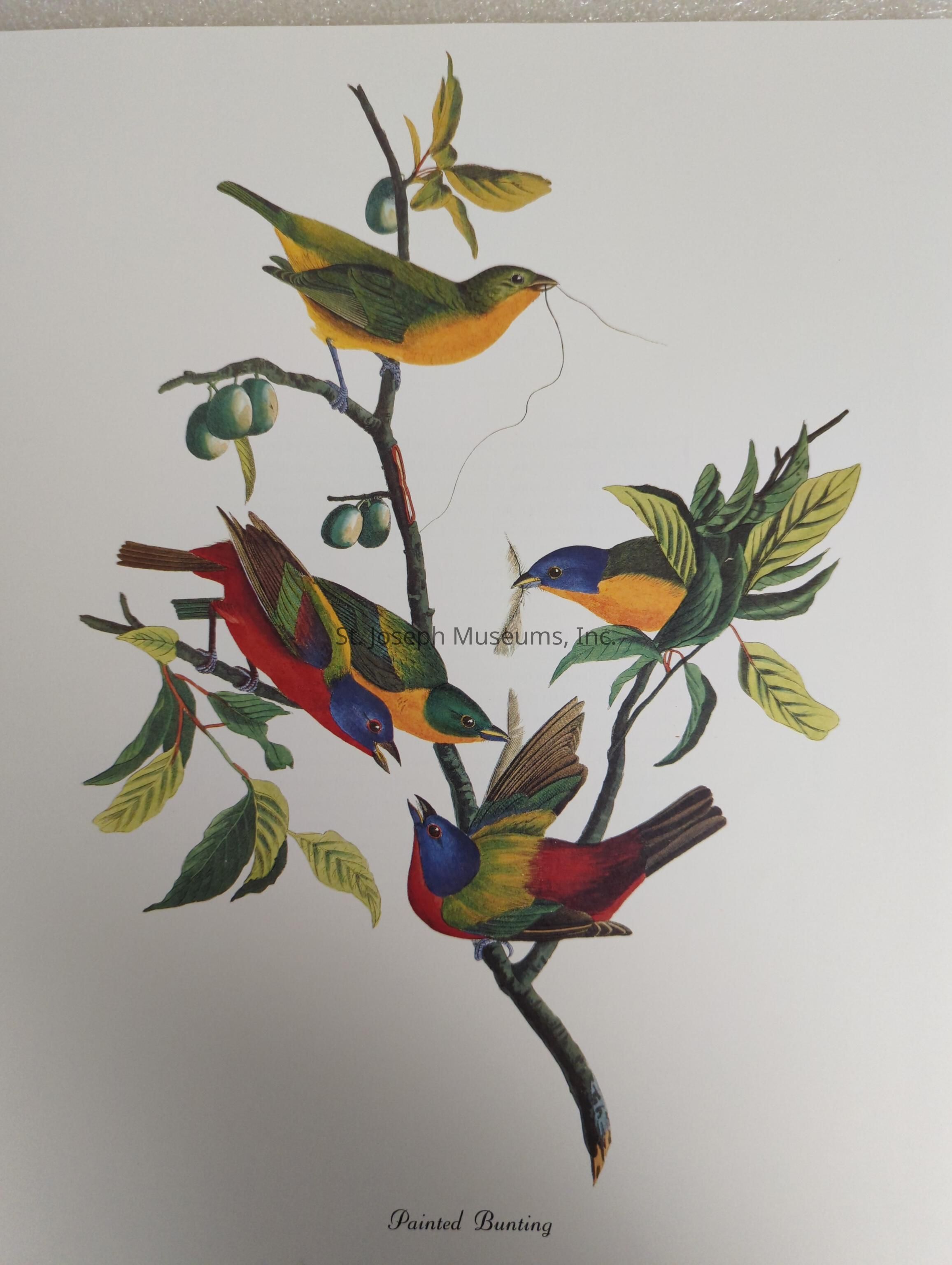 The illustration depicts a vibrant scene featuring several painted buntings perched on a tree branch adorned with green leaves and small green fruits. The buntings display a dazzling array of colors, including shades of red, blue, yellow, and green, characteristic of their species. One bird is holding a small twig or piece of nesting material in its beak, suggesting a naturalistic behavior possibly related to nest-building. The detailed depiction emphasizes the intricate and colorful plumage of the birds, highlighting their vivid and eye-catching appearance. This artwork effectively captures the lively and dynamic nature of these beautiful birds in their natural habitat.
