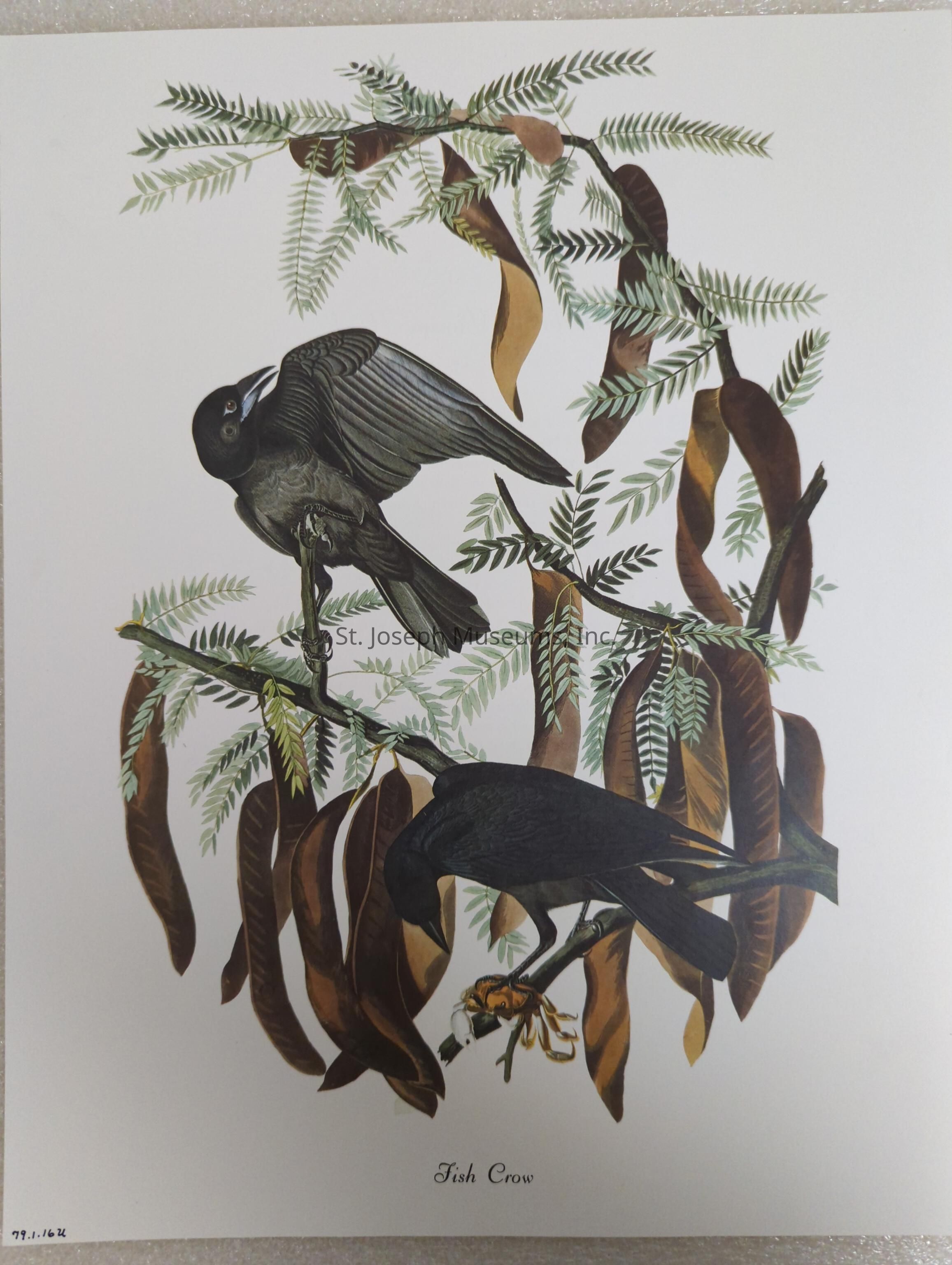 The image is an exquisite illustration depicting two fish crows perched amongst the branches of a tree. The upper bird is captured mid-call, its beak open while it stands with its wings slightly raised, creating an impression of vitality and movement. Both birds are cloaked in rich, dark plumage, their glossy feathers contrasting with the lush greenery surrounding them. The tree limbs they rest on are adorned with an array of finely detailed green leaves and elongated brown seed pods, creating a harmonious and naturalistic backdrop. The lower bird clutches a crab in its claws, possibly showcasing its hunting prowess. The carefully rendered textures of the feathers, leaves, and pods enhance the realism of the scene, and the Latin name "Fish Crow" is elegantly written beneath the artwork, lending a scientific touch to the visual narrative. The composition captures the essence of the crows in their natural habitat, presenting a scene that is both scientifically informative and artistically beautiful.