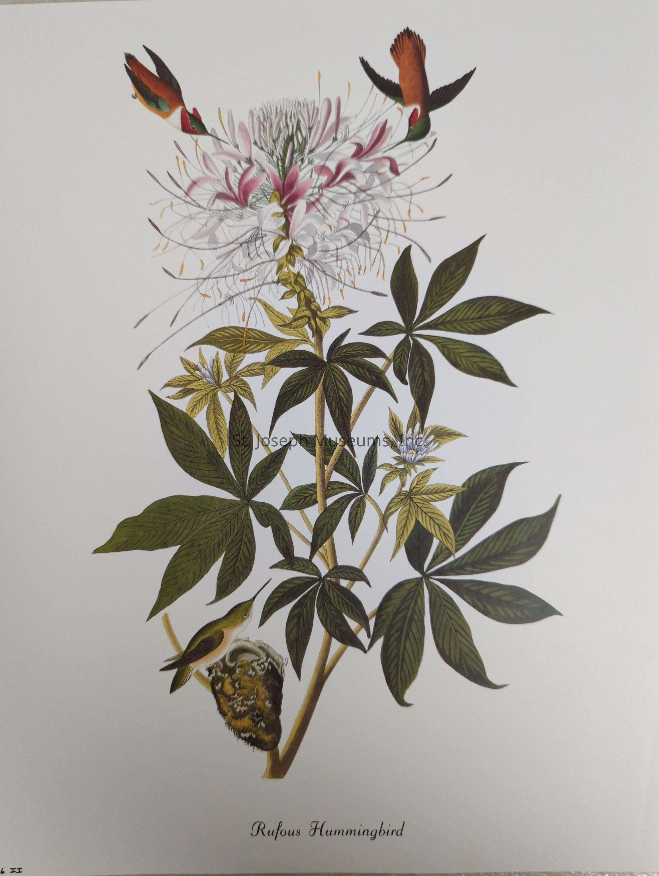 The image depicts a detailed illustration of a plant with elongated stems and dark green leaves, accented by a large, intricate bloom featuring delicate white and pink petals surrounded by slender, filament-like structures. Two vibrantly colored hummingbirds, identifiable by their iridescent orange and green plumage, hover near the top of the flower, seemingly drinking nectar. Additionally, a third hummingbird is perched on a moss-covered nest attached to the plant's stem, its tiny beak pointing forward in a natural, resting posture. The composition is set against a plain, white background, emphasizing the vivid colors and intricate details of the birds and the plant. The label "Rufous Hummingbird" is elegantly scripted at the bottom, indicating the species of the birds depicted, enhancing the educational and artistic value of the illustration. The harmonious interplay of colors and the lifelike rendering reflect a masterful execution, capturing the delicate beauty and dynamic energy of nature.