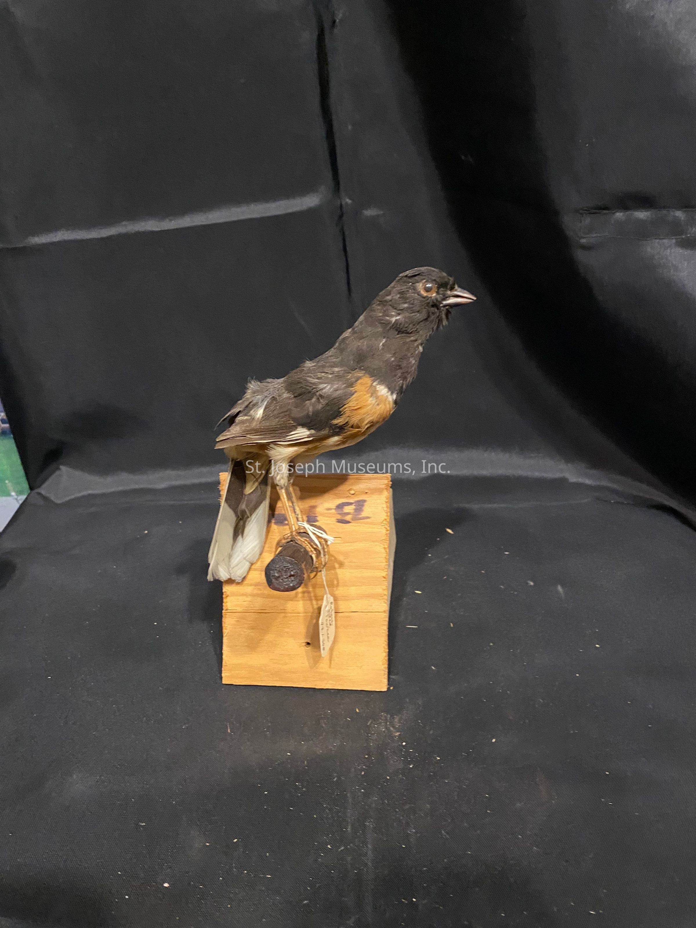 The image depicts a taxidermied bird with a black and orange plumage, perched on a wooden block against a plain black backdrop. The bird is positioned with its beak slightly open, giving an impression of mid-song or call. The wooden block appears to have numbers or letters marked on its side, and a tag is attached with string to the perch, possibly indicating identification information or a catalog number. The feather detailing on the bird, particularly the contrast between the dark head and wings and the bright orange on its sides, is a notable feature. The black fabric background is slightly wrinkled, giving a textured appearance that contrasts with the sleekness of the bird's feathers. The overall setting suggests a museum or scientific display, likely aimed at educational or research purposes. The absence of additional elements in the frame maintains focus on the bird as the central subject, highlighting its preserved state and the artistry involved in taxidermy.