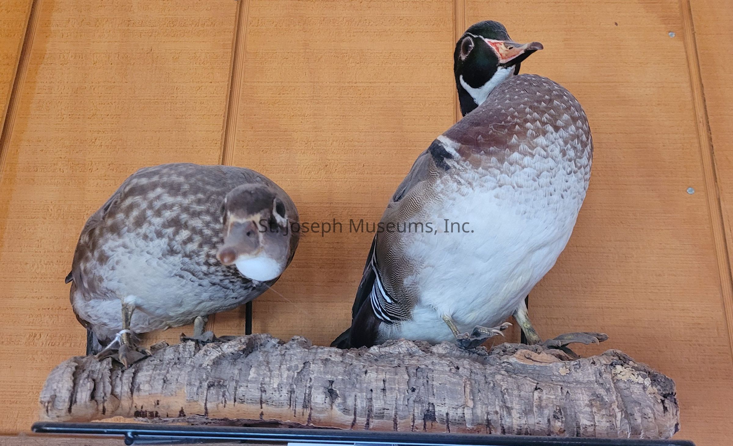 The image showcases two taxidermied ducks mounted on a decorative piece of cork bark against a wooden wall background. On the left, a duck with muted grayish-brown plumage with light markings stands slightly hunched, its legs positioned on the bark and its attention seemingly directed forward. Its feathers exhibit a subtle pattern, giving a realistic texture to its appearance. On the right, a larger duck, marked by striking white and brown feathers with hints of iridescent green on its head, stands upright, exuding an air of elegance with its head slightly turned. The detailed taxidermy work captures the essence of these birds, accentuating their natural grace and beauty, and each feather is meticulously arranged to reflect their intricate patterns, creating an authentic depiction of these waterfowl. Together, these two specimens form an intriguing display that showcases the artistry involved in taxidermy and the intriguing diversity of avian species, drawing attention to their lifelike presence in a serene and static presentation.