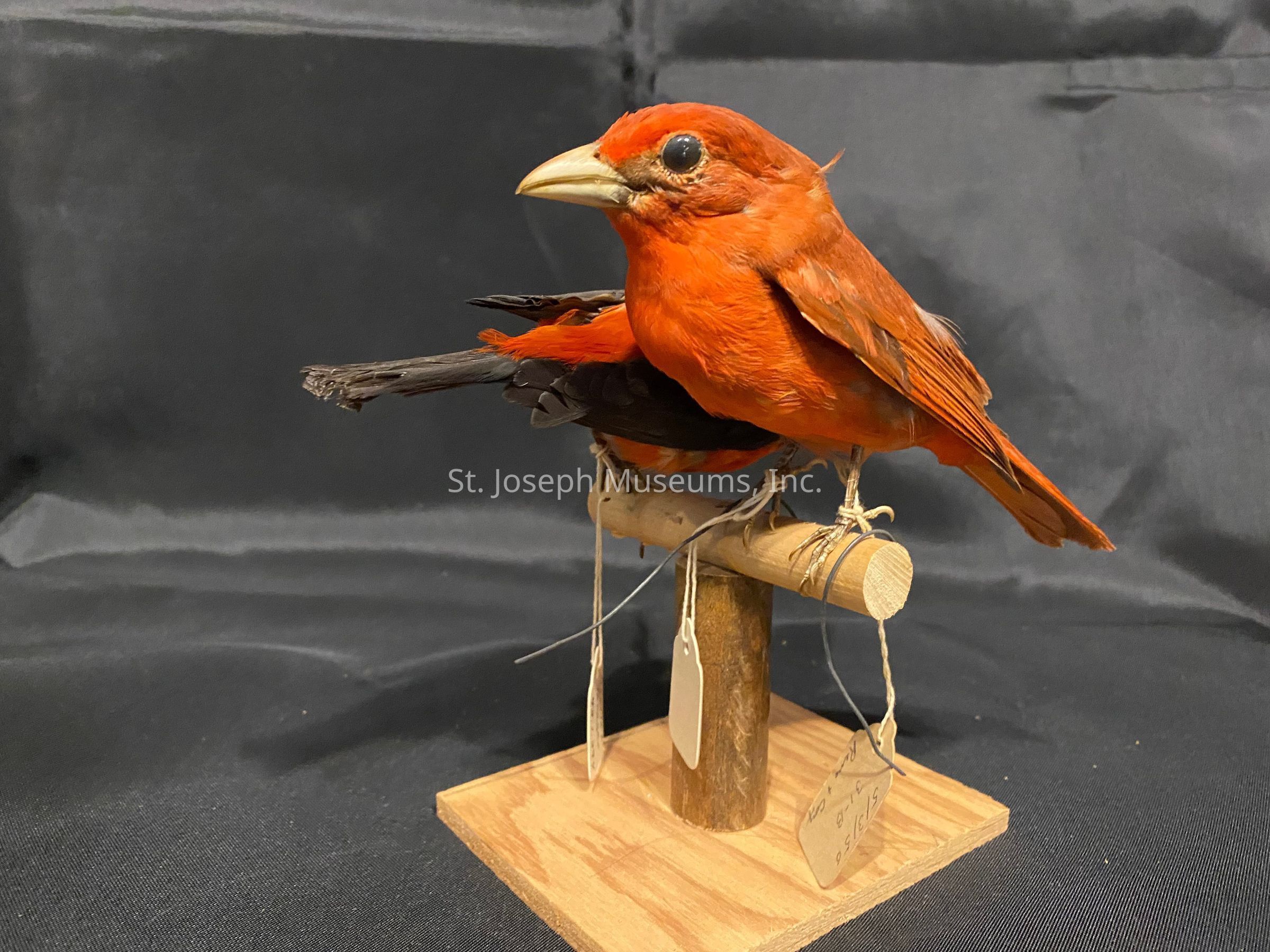The image displays a vivid red bird perched on a simple wooden stand, against a solid dark background. The bird, with its strikingly bright plumage, is mounted in a taxidermy style, appearing lifelike as it looks slightly to the side. The base is a wooden platform supporting a small branch where the bird is secured, and the stand features attached tags, possibly detailing information about the specimen. The bird's detailed feathers, vibrant color, and prominent beak contrast with the plain backdrop, emphasizing its natural beauty. This setup is possibly used for educational or display purposes in a natural history context.