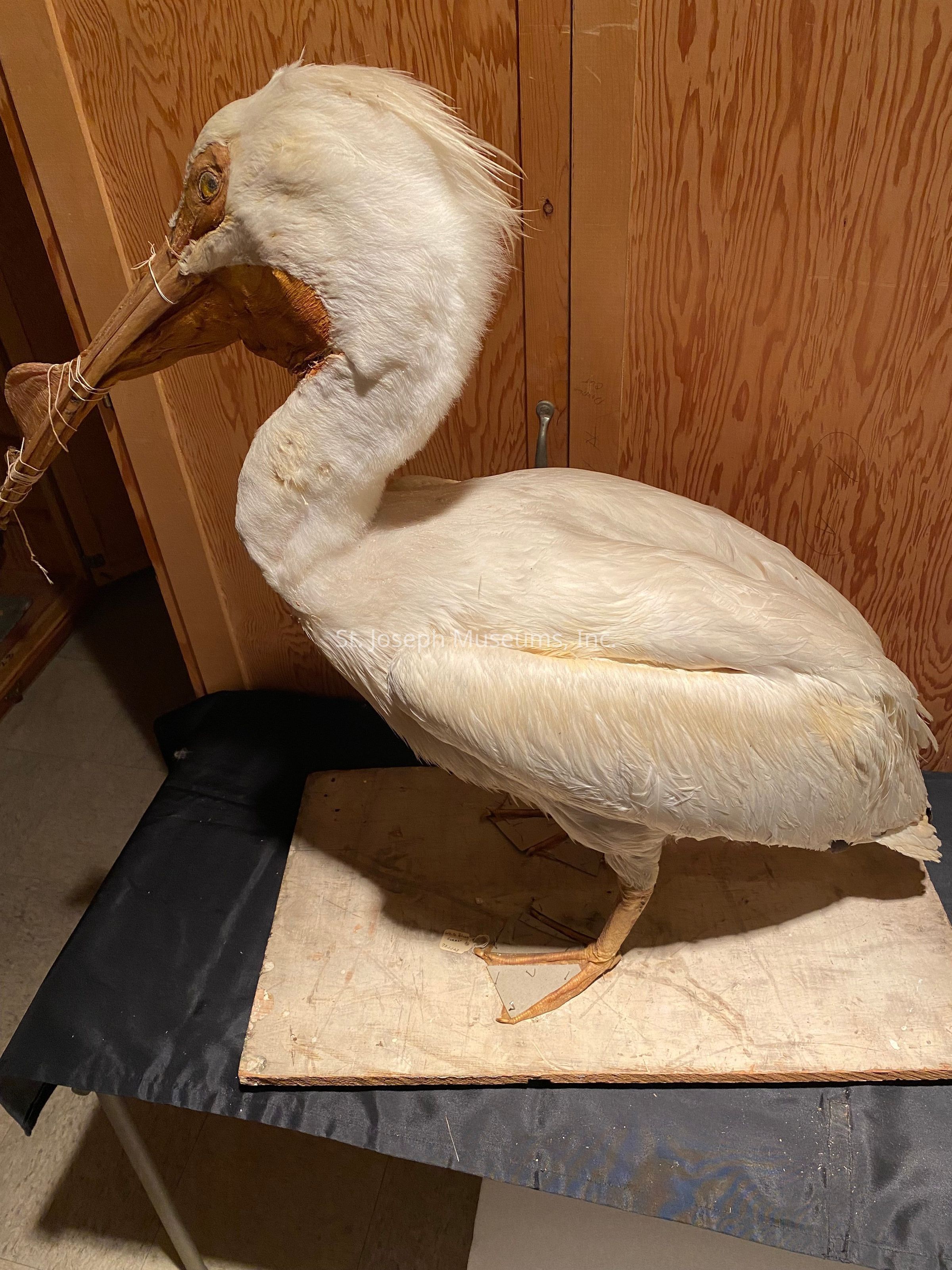 The image showcases a preserved specimen of a pelican, mounted on a wooden base for display. The bird, with its striking white plumage, stands with its large, distinctive beak slightly open. Its head is turned, showing a side profile that highlights the intricate details of its feathers and the textured surface of its beak, which has been tied to keep its shape intact. The pelican is situated indoors, with wooden paneling of a cabinet in the background, providing a natural, rustic setting that complements the natural history aesthetic. The surface on which it stands is draped with a dark cloth, contrasting with the light tones of the bird's body, emphasizing its form. The lighting casts soft shadows, enhancing the three-dimensional quality of the scene and accentuating the curves of the pelican's posture, creating a realistic and educational display that likely serves as a part of a museum collection or educational exhibit for the study of avian species and their conservation.
