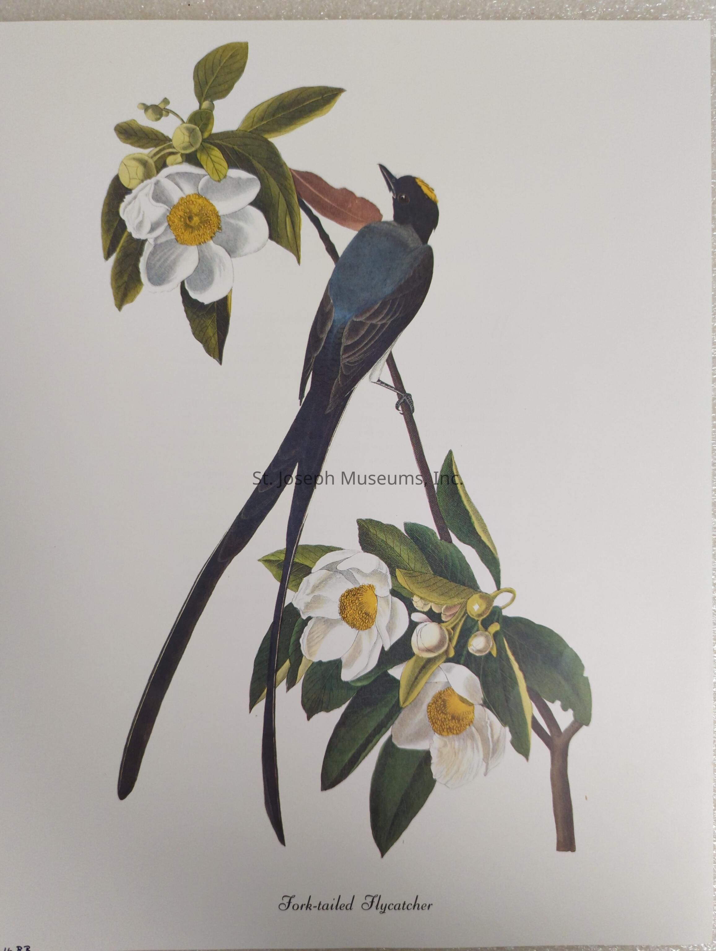 The image depicts an illustration of a Fork-tailed Flycatcher perched gracefully on a slender branch adorned with lush green leaves and vibrant white flowers with golden centers. The bird's striking long forked tail extends elegantly beyond the branch, and its plumage features a mix of dark hues with a visible yellow marking on its head, creating a captivating contrast against the surrounding foliage. This artistic representation captures the delicate balance between the natural beauty of the bird and its floral environment, showcasing the intricate details of its feathers and the subtle play of light and shadow on its body and wing structure.
