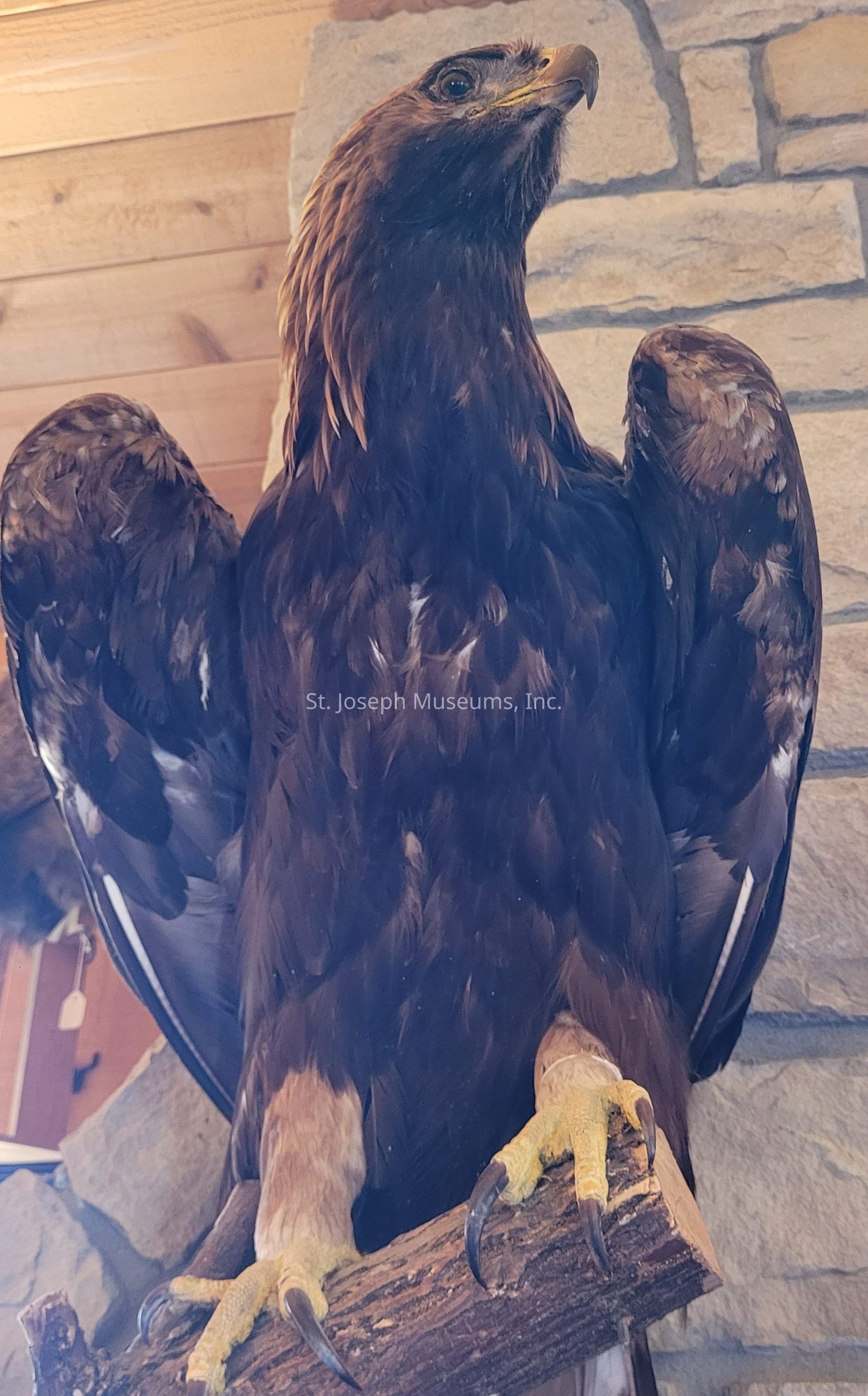 The image showcases a majestic golden eagle perched on a wooden branch, surrounded by a rustic setting with stone and wood elements in the background. The eagle's feathers are a rich mix of dark browns and golden hues, and its sharp, piercing eyes gaze upward, exuding a sense of power and grace. The bird's talons grip the branch firmly, illustrating its strength and dominance. Its wings are partially spread, displaying the intricate pattern and texture of the feathers. The lighting highlights the eagle's regal posture and the natural details of its plumage, enhancing the overall impression of nobility and elegance as it stands poised in its environment.