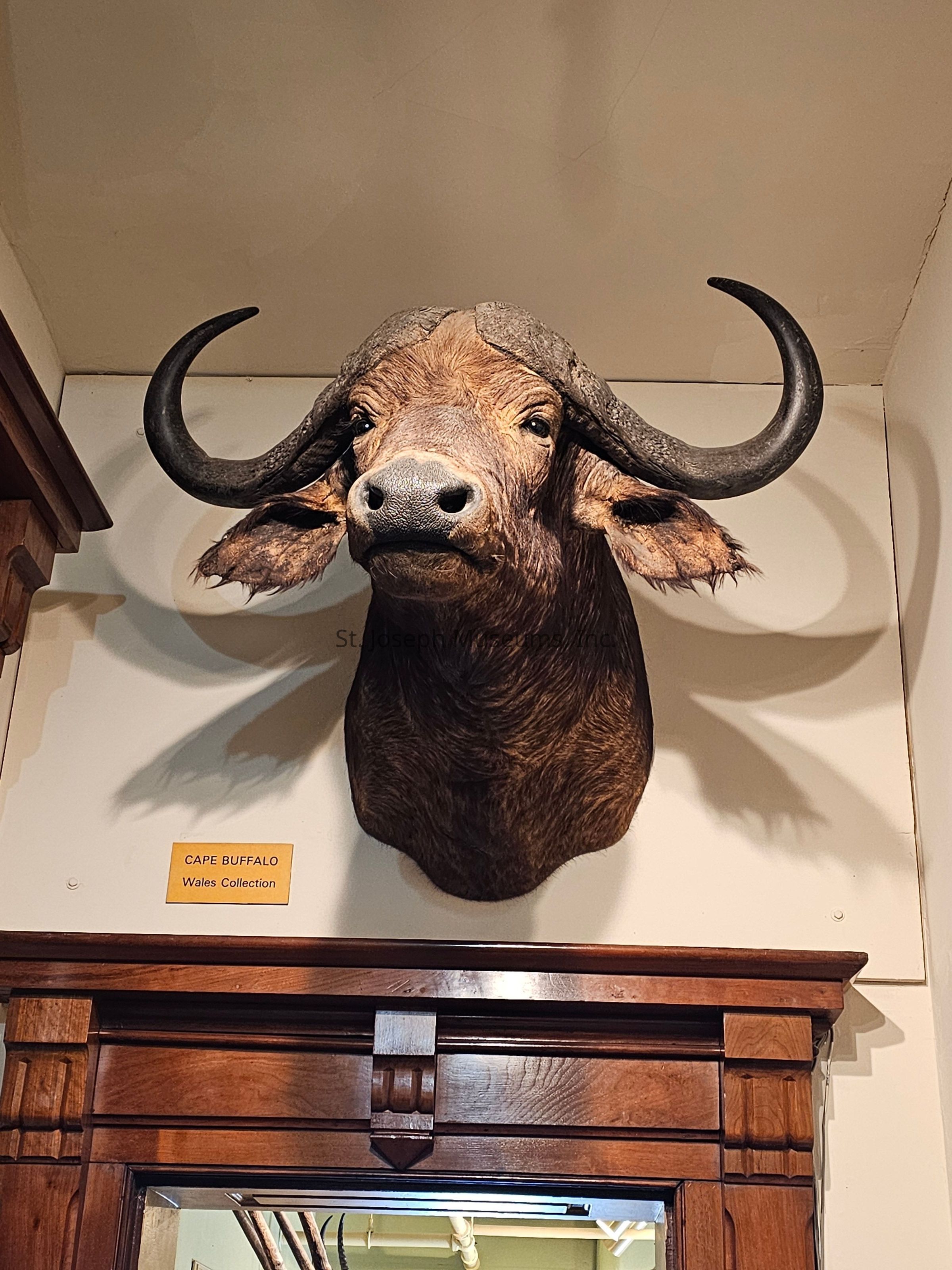 The image displays a mounted taxidermy head of a Cape buffalo prominently placed on a wall, with its imposing curved horns and detailed facial features casting a dramatic shadow. The mount is situated above a wooden cabinet, and a small yellow plaque below it reads "Cape Buffalo, Wales Collection," indicating its inclusion in a curated collection of specimens. The neutral-colored wall and ceiling provide a simple backdrop, enhancing the contrast and presence of the buffalo mount. The image captures the intricacy and power of the animal's likeness, offering a glimpse into the artistry and tradition of taxidermy.