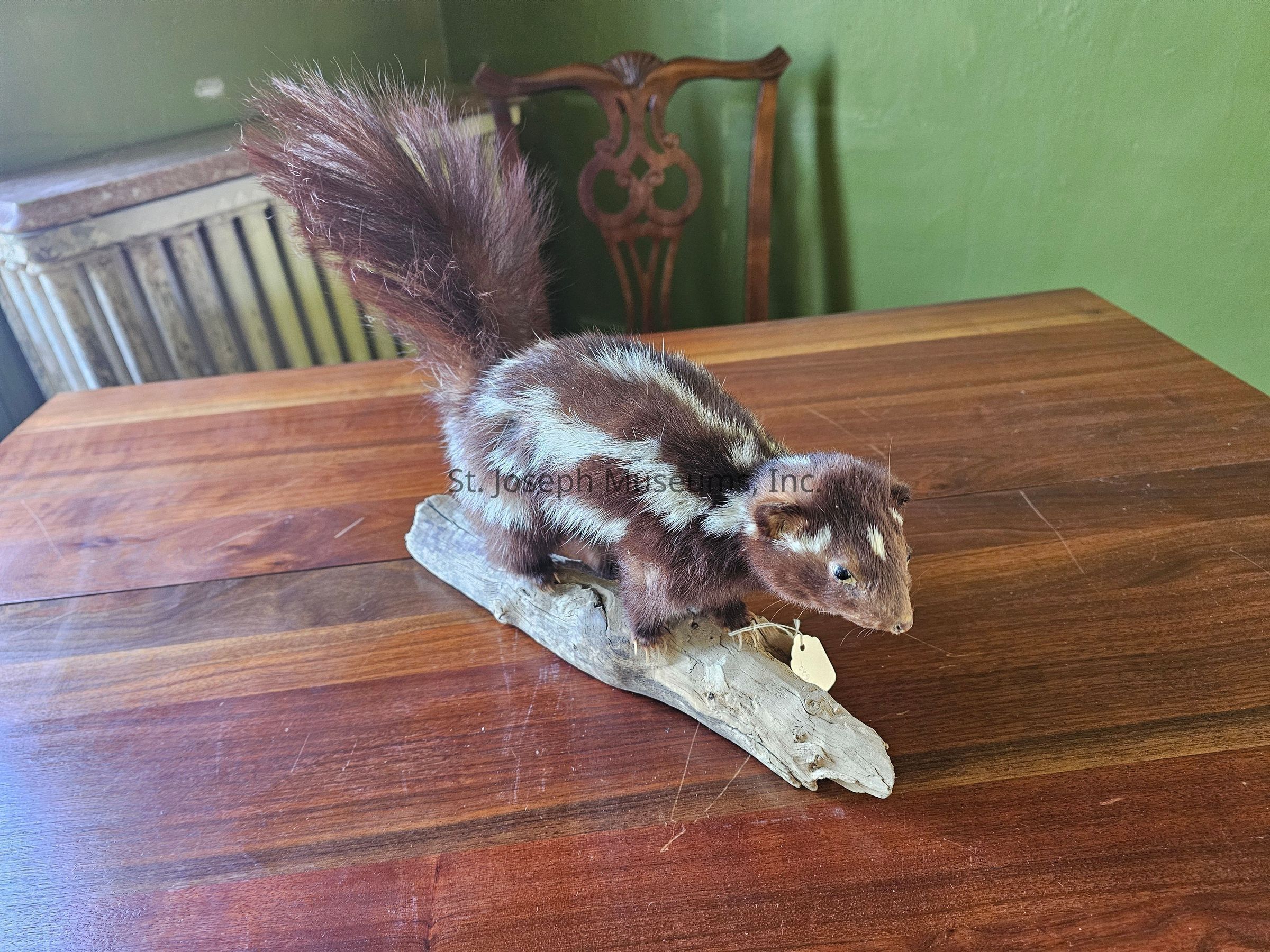 In the image, there is a taxidermy specimen of a reddish-brown animal with white patches, possibly resembling a squirrel, poised on a piece of driftwood placed on a polished wooden table. The tail is bushy, and the fur texture is visibly soft, contributing to a lifelike appearance. The table has a warm, rich tone, complementing the overall natural setting, while in the background, a carved wooden chair and a radiator are visible against a green wall. The lighting suggests a gentle, ambient atmosphere, emphasizing the intricate details of the taxidermy and surrounding elements.