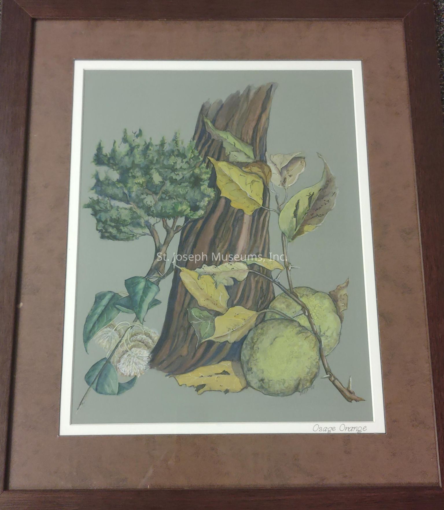 Lewis and Clark Botanical Collection