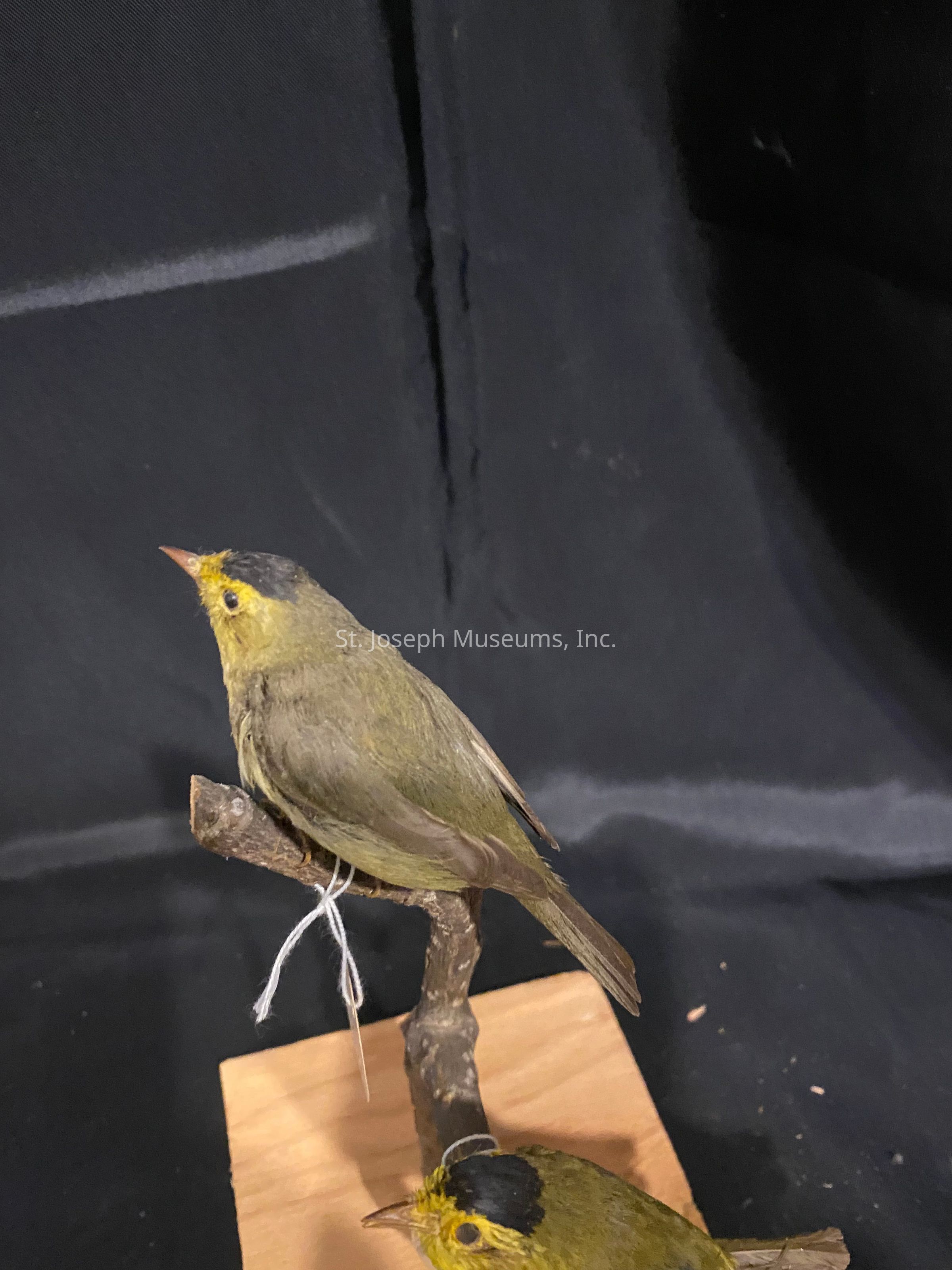 The image shows a stuffed bird mounted on a small wooden stand with a dark background, featuring a yellow and olive-green plumage with a distinctive black cap on its head, perched elegantly on a thin branch as if it were in a natural setting. The bird's realistic posture and detailed features, such as its sharp, pointed beak, and intricate feather patterns, highlight the craftsmanship involved in the taxidermy process, evoking a sense of admiration for avian beauty.