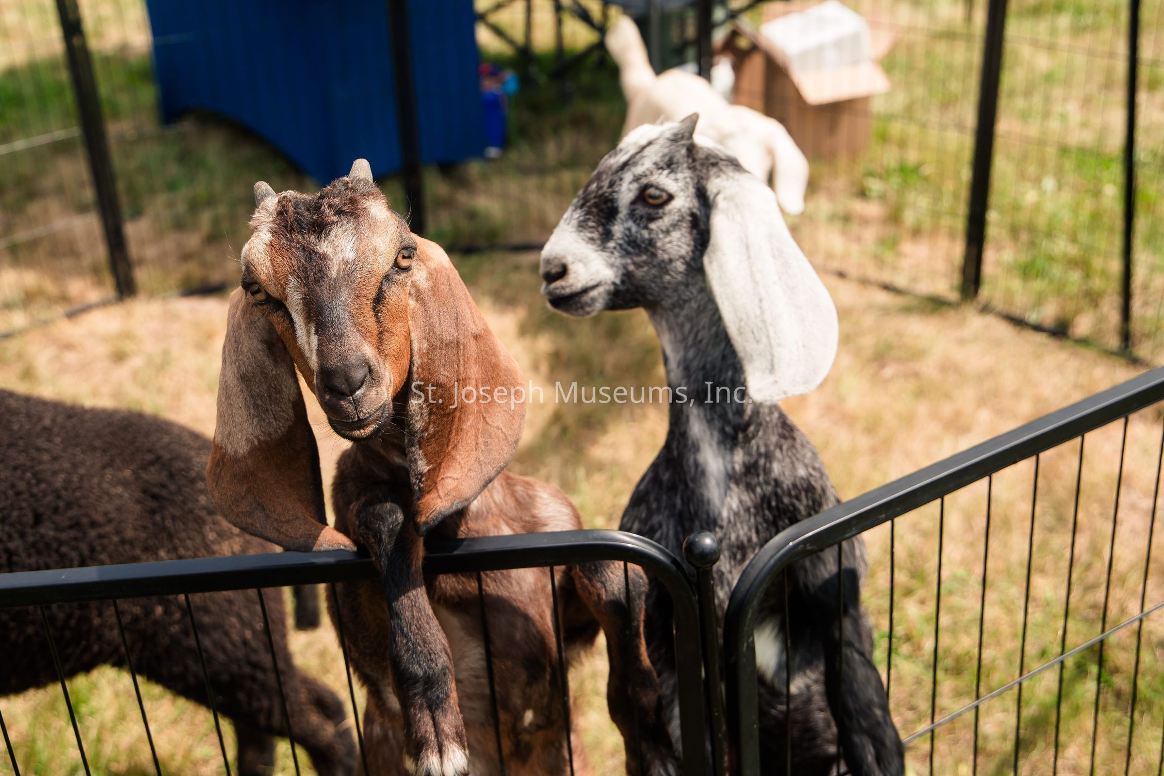 In the image, two goats with distinctively different coat colors are standing close together, peering over a black metal fence in what appears to be a grassy outdoor enclosure on a sunny day; the goat on the left has a light brown coat with darker patches and long, floppy ears, stretching its front legs over the fence, almost as if attempting to reach or communicate with someone or something outside the pen, while the goat on the right, which exhibits a striking black and white mottled coat, stands beside it, also leaning slightly forward with a gentle, curious expression.