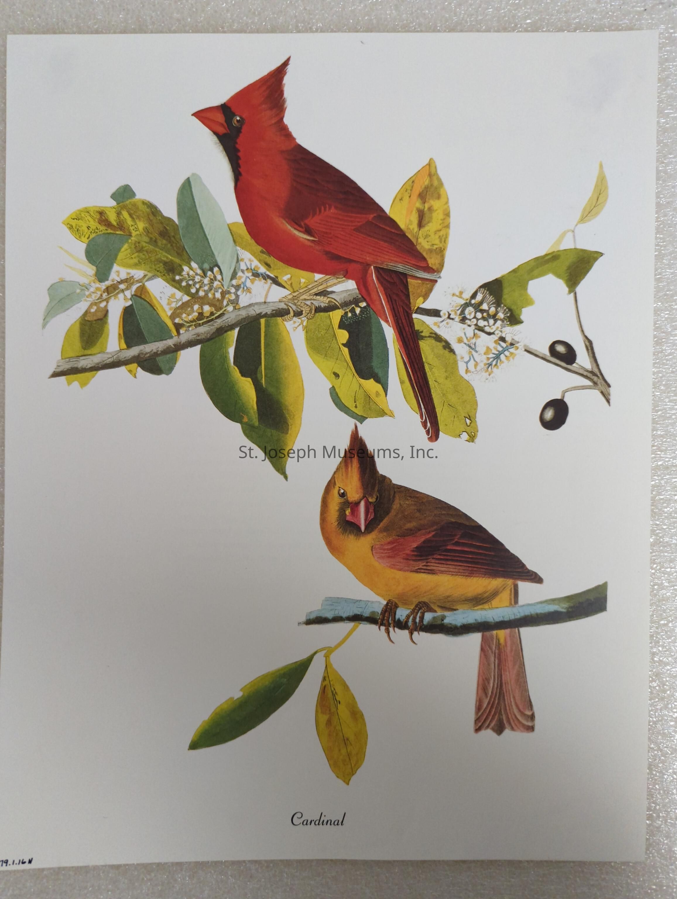 The image is an illustration depicting two cardinals perched on branches. The top cardinal is male, showcasing vibrant red plumage with a distinctive black mask around its beak, perched on a branch adorned with green and yellow leaves and small white flowers. The bottom cardinal is female, with more subdued brownish-red coloring, perched on a similar branch with green and yellow leaves. Each cardinal's crest is prominent, and the detail in their feathers and the branches highlights the artist's skill in capturing their natural beauty, suggesting the illustration might be from a field guide or nature book.