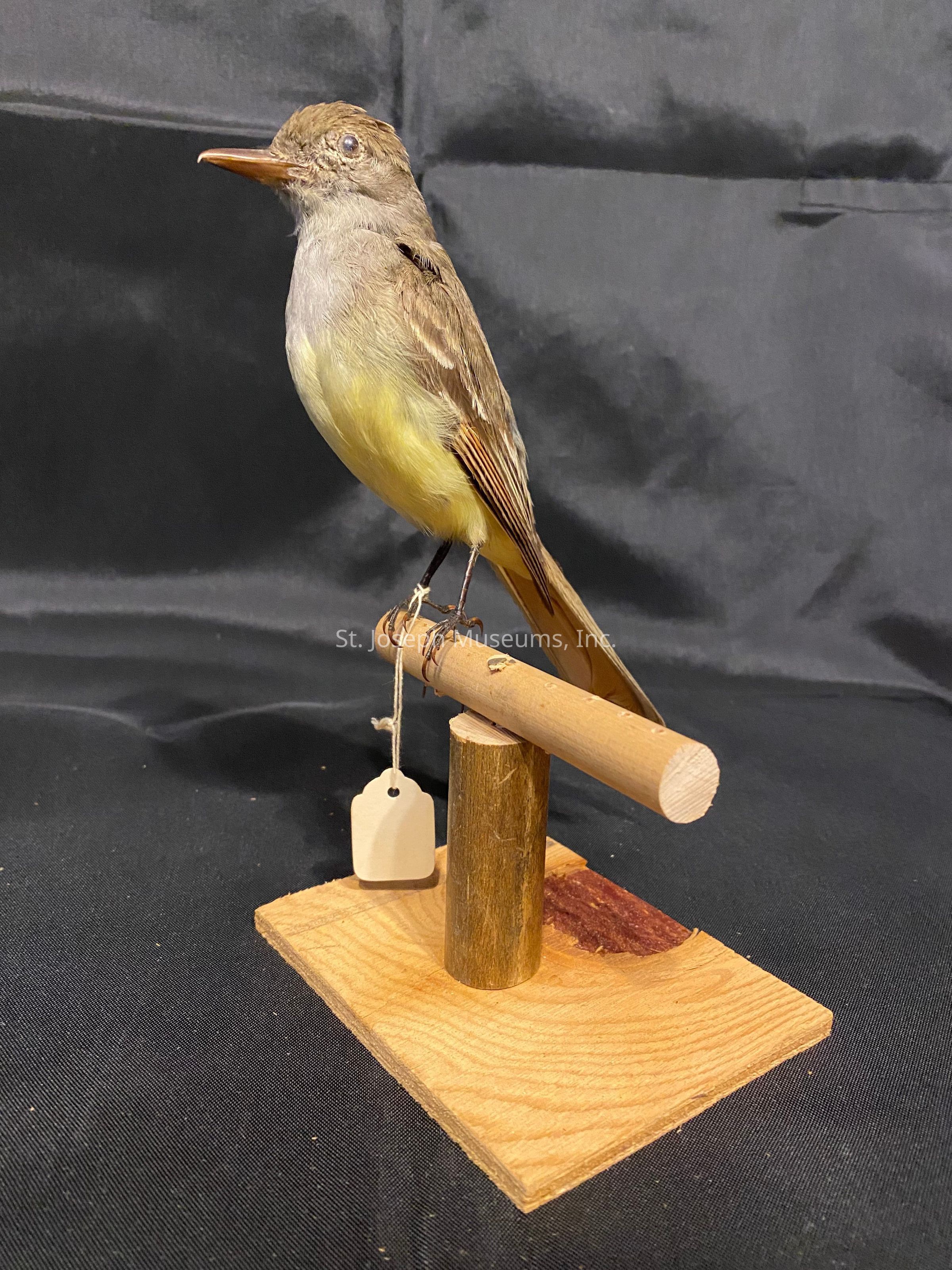 The image shows a taxidermied bird perched on a simple wooden stand with a cylindrical support and base. The bird has brown and yellow plumage, with a long, slender beak that is slightly curved. Its eyes are open, and the feathers on its body are well-defined, showcasing intricate details and coloration. The wooden stand is placed on a dark fabric background, creating a stark contrast that accentuates the bird's features. A small, rectangular tag is attached to the stand by a string, suggesting it might be for identification or cataloging purposes. The lighting highlights the bird's textures and colors, casting subtle shadows on the surface below.